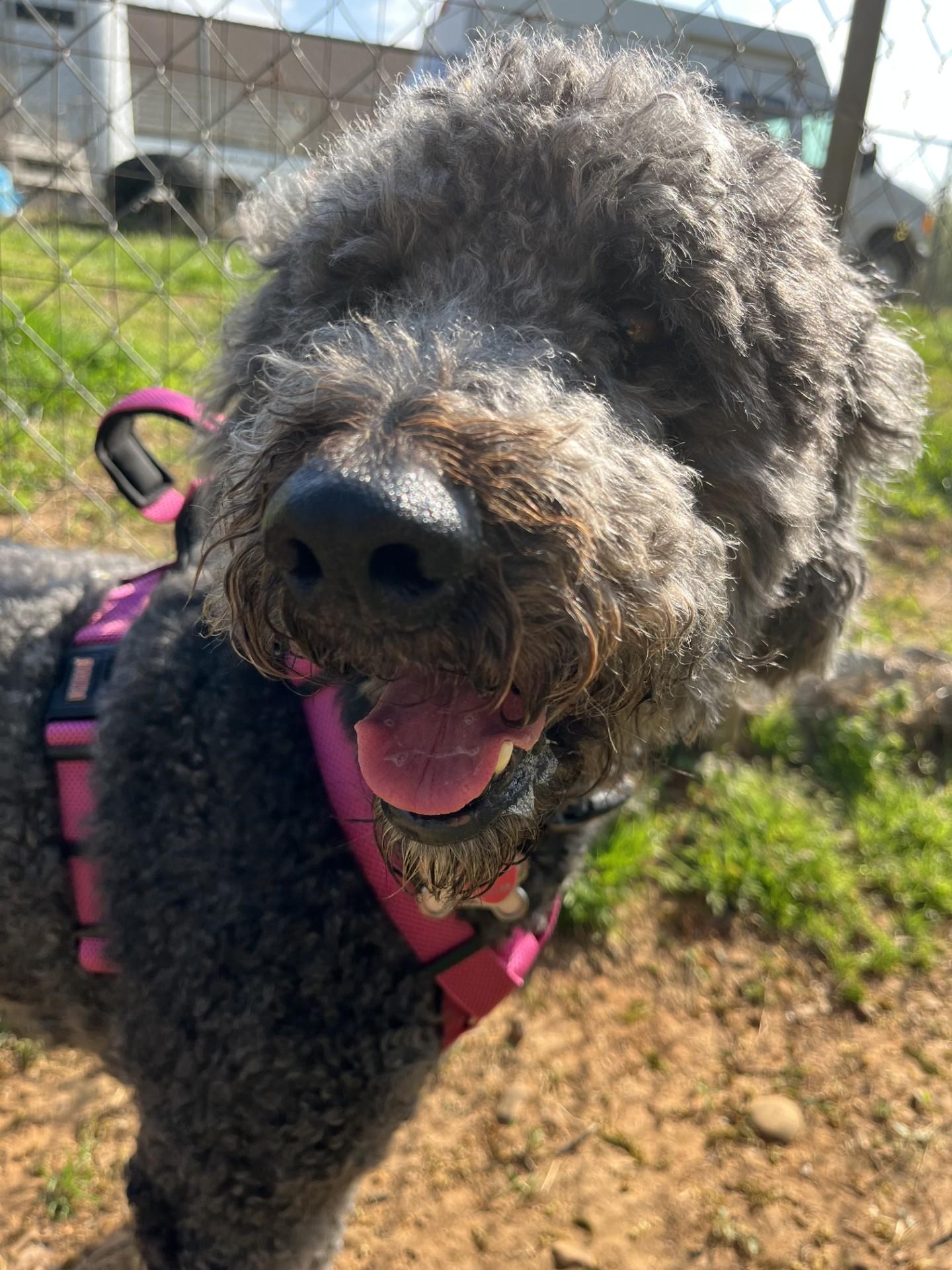 Lana, adopted, Adult Female Poodle.