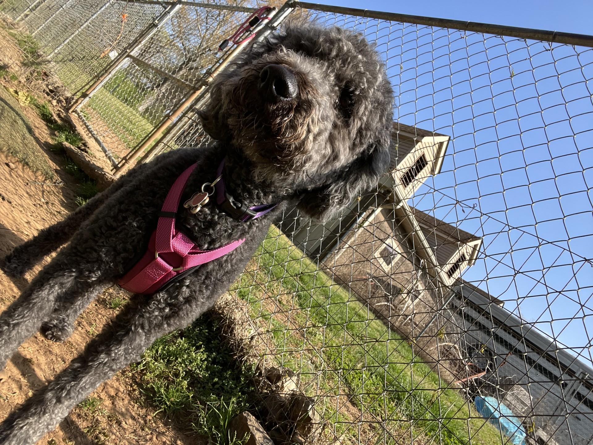 Enlarge Lana, an adopted mixed breed in Loudon, TN image 4/4