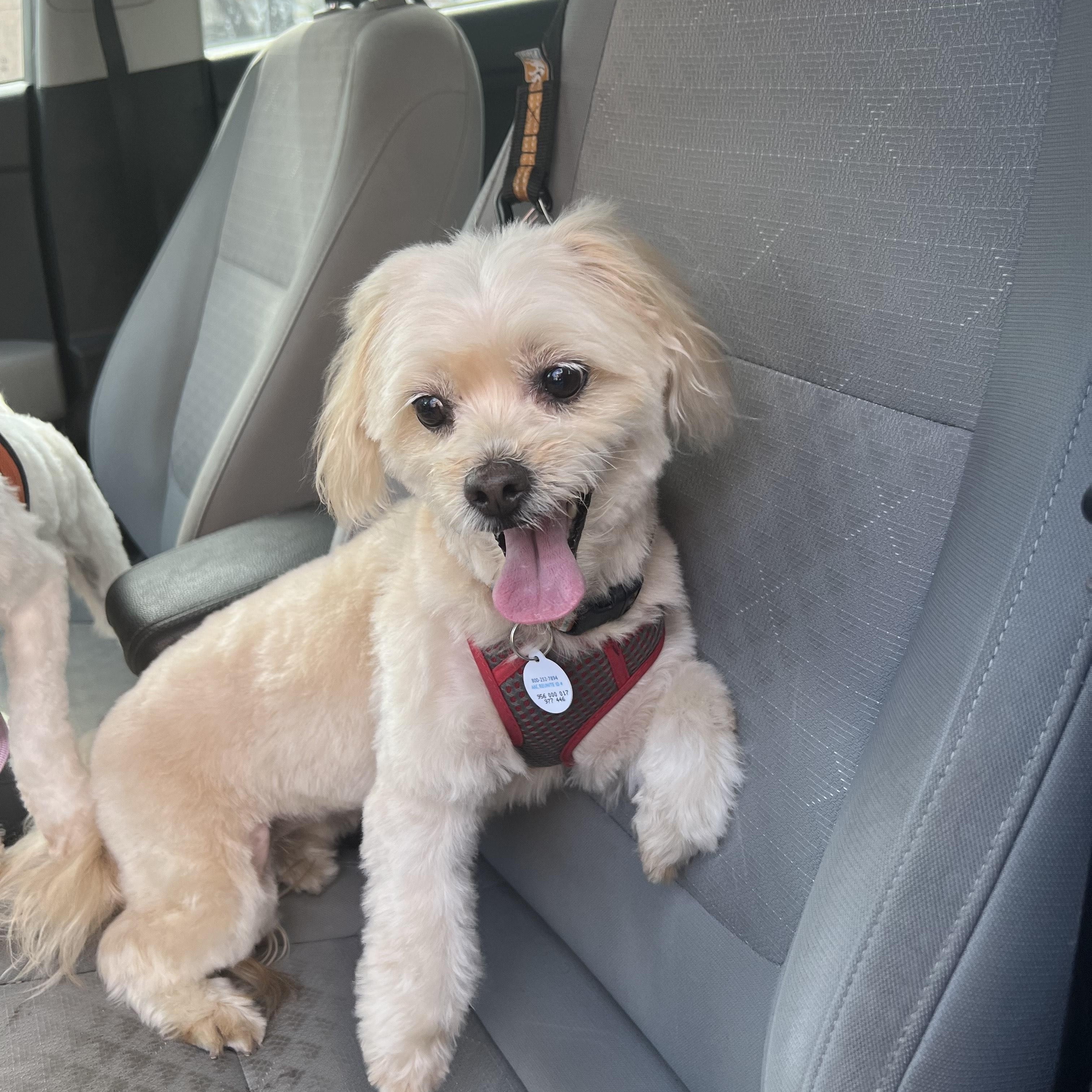 Enlarge Hazel, a Adoptable mixed breed in Austin, TX image 2/4