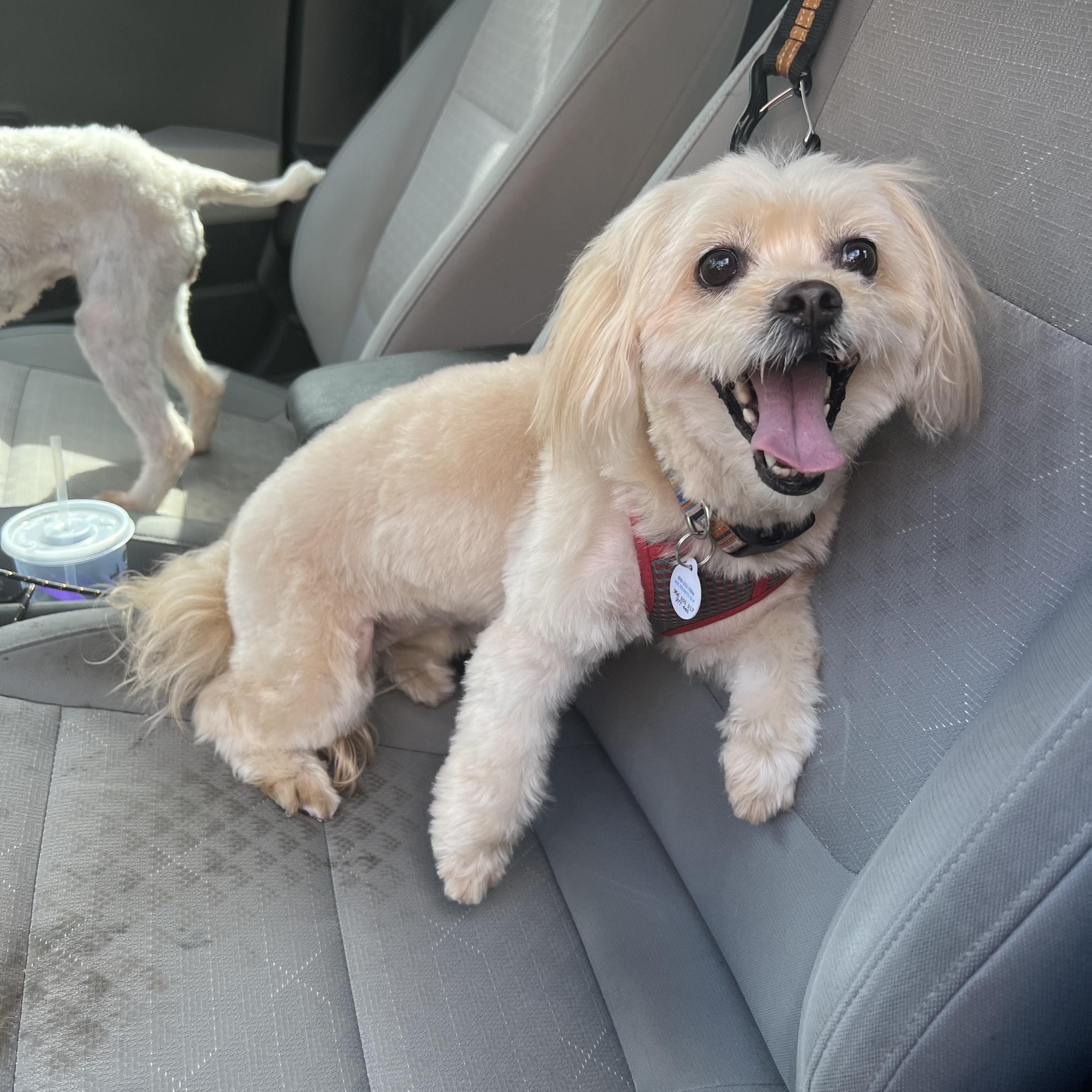 Hazel, Adoptable, Adult Female Maltipoo & Shih Tzu.