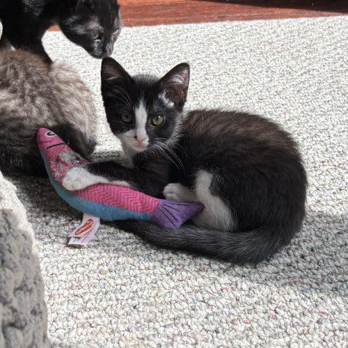 Candy, Adoptable, Kitten Female Domestic Short Hair.