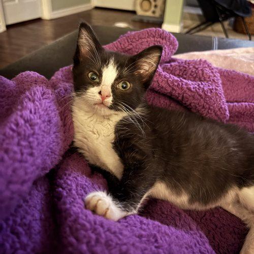 Enlarge Candy, a Adoptable Domestic Short Hair in Kenosha, WI image 2/6