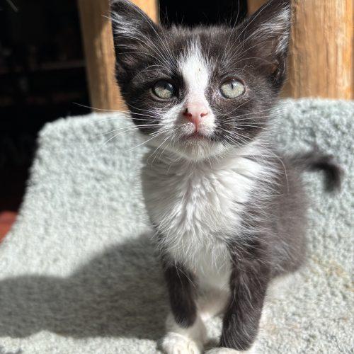 Enlarge Candy, a Adoptable Domestic Short Hair in Kenosha, WI image 3/6