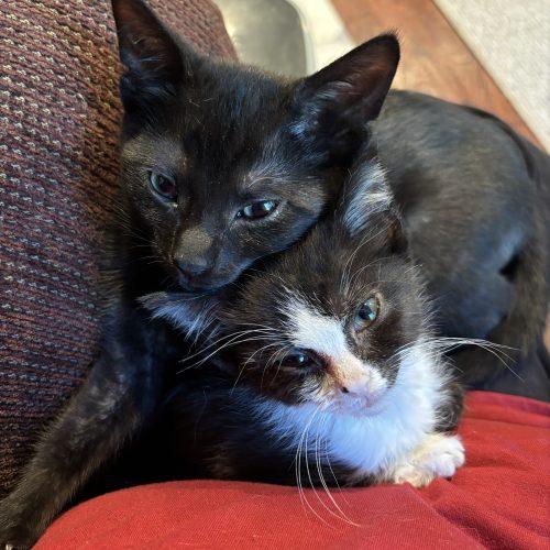 Enlarge Candy, a Adoptable Domestic Short Hair in Kenosha, WI image 4/6