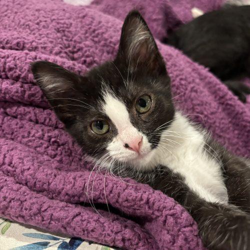 Enlarge Candy, a Adoptable Domestic Short Hair in Kenosha, WI image 5/6