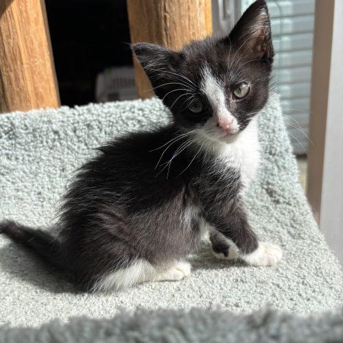 Enlarge Candy, a Adoptable Domestic Short Hair in Kenosha, WI image 6/6