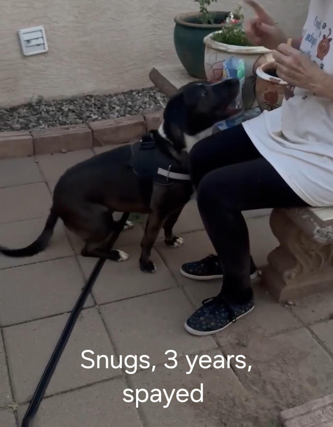 Snugs, ADOPTABLE, Adult Female Mixed Breed.