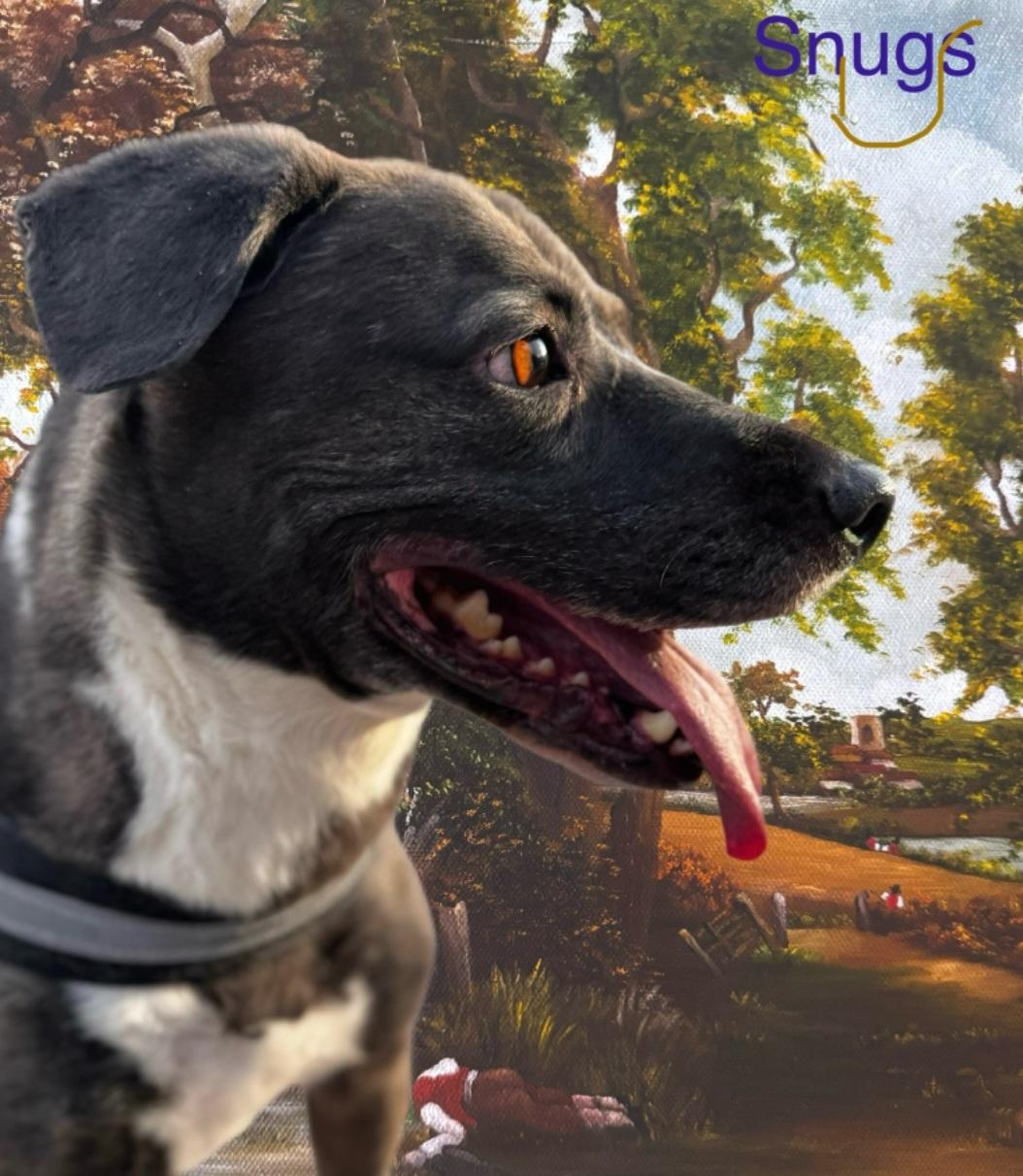 Enlarge Snugs, a ADOPTABLE mixed breed in Tacoma, WA image 2/3