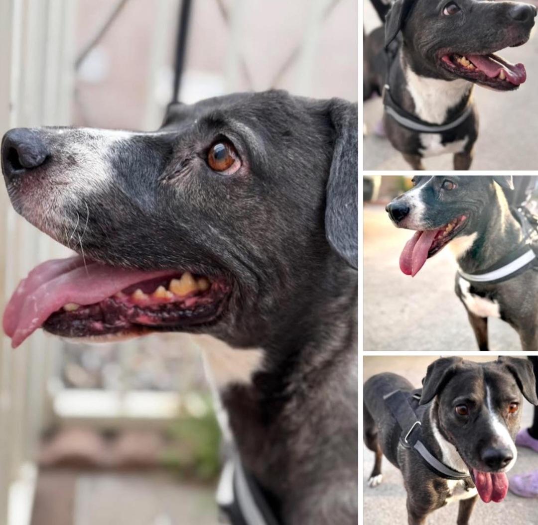 Enlarge Snugs, a ADOPTABLE mixed breed in Tacoma, WA image 3/3