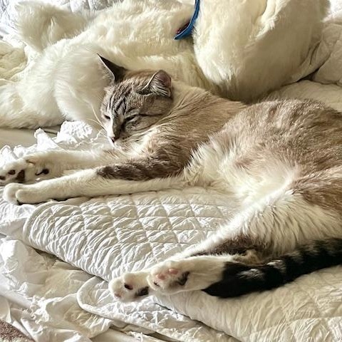 Loki & Leo (Bonded Brothers), a Adoptable Domestic Short Hair in Brea, CA image 4/6