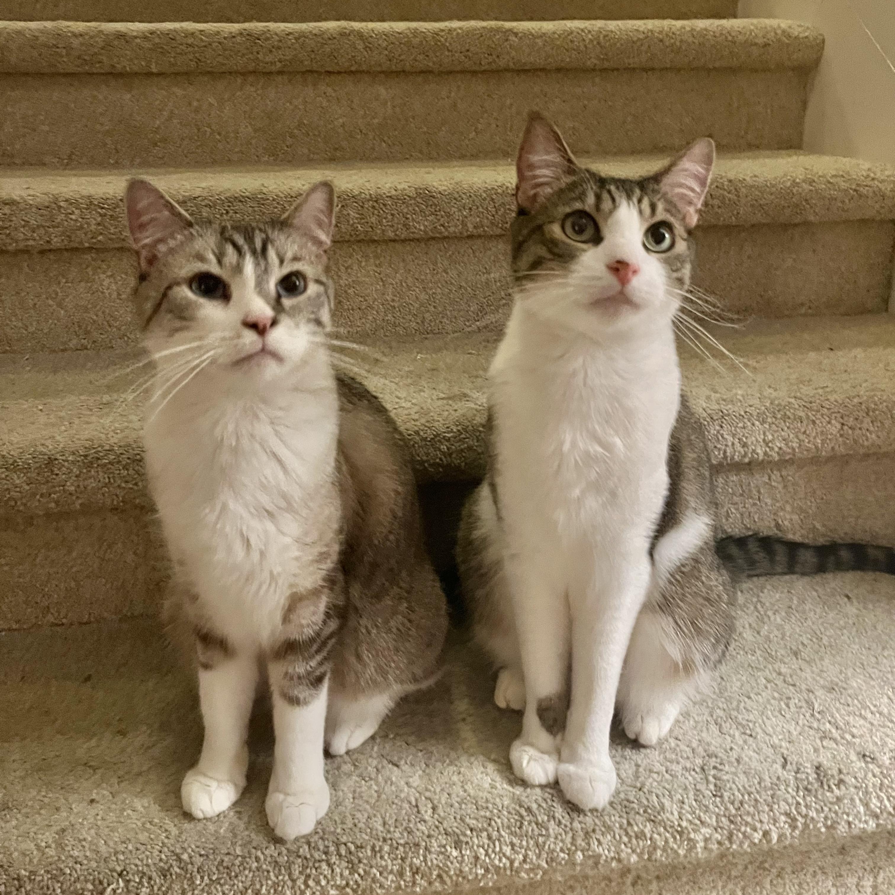 Loki & Leo (Bonded Brothers), a Adoptable Domestic Short Hair in Brea, CA image 1/6
