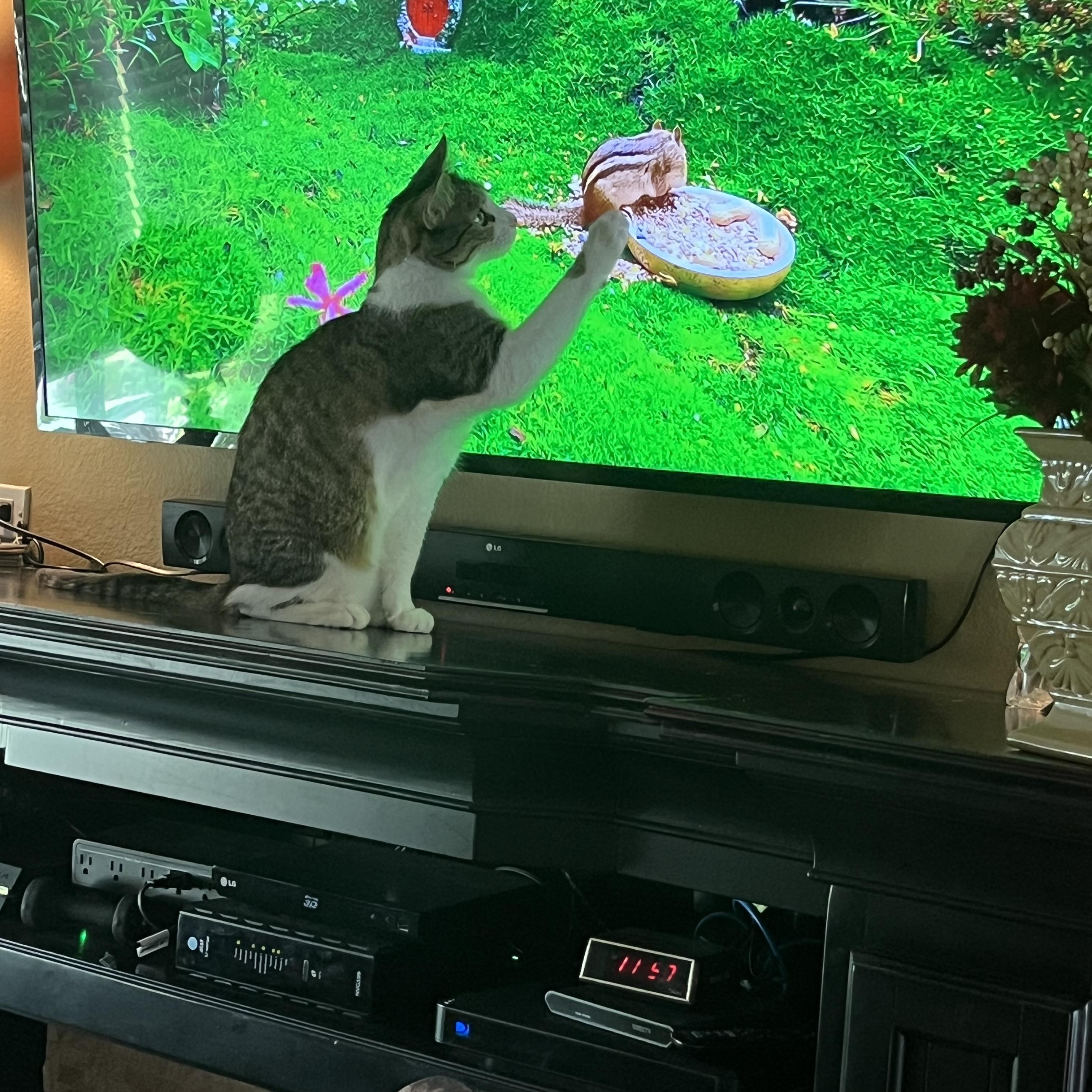 Loki & Leo (Bonded Brothers), a Adoptable Domestic Short Hair in Brea, CA image 5/6