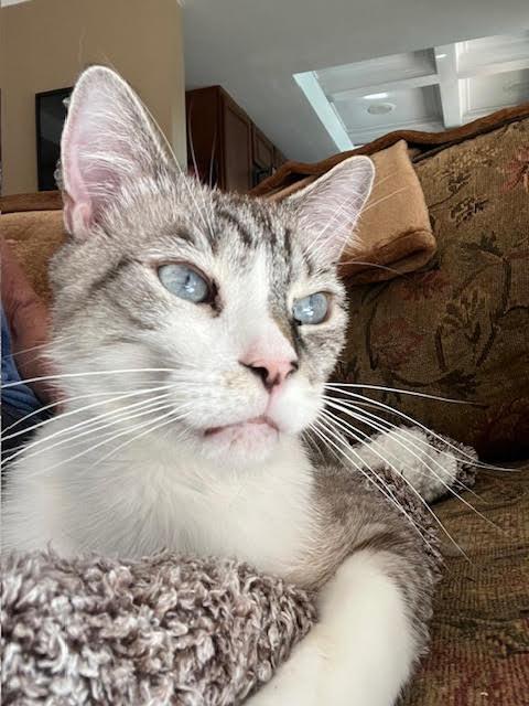 Loki & Leo (Bonded Brothers), a Adoptable Domestic Short Hair in Brea, CA image 2/6