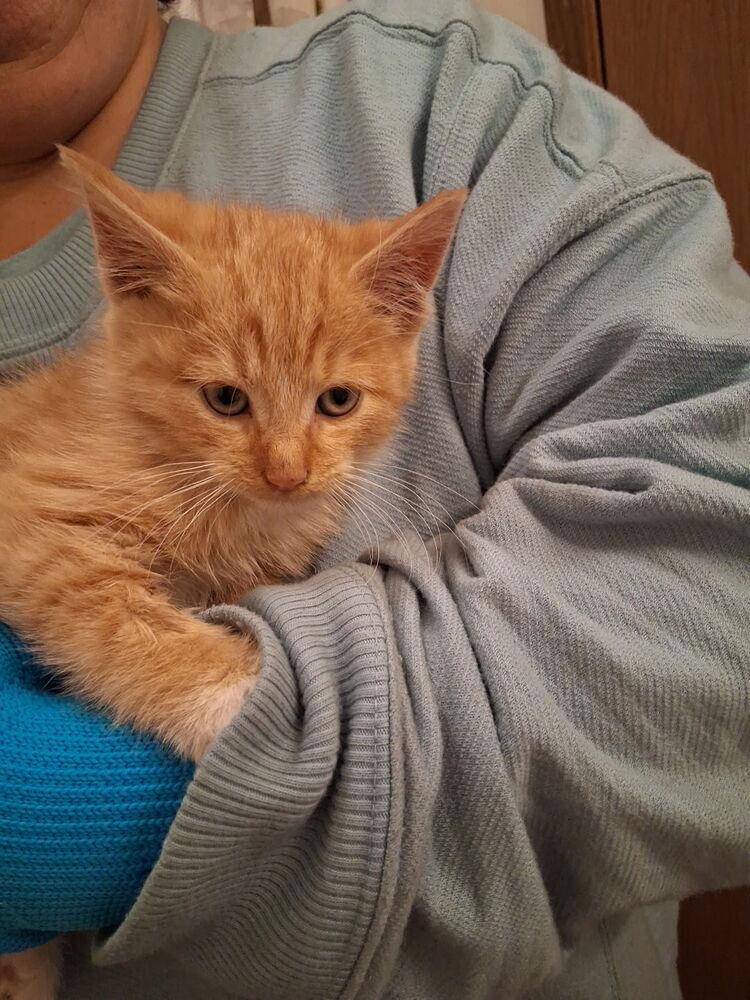 SG - Punkin, Adoptable, Kitten Male Domestic Short Hair.