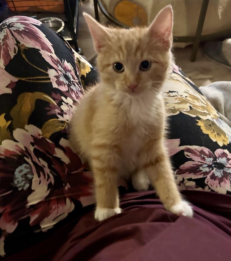 Enlarge SG - Punkin, a Adoptable mixed breed in Moses Lake, WA image 2/3