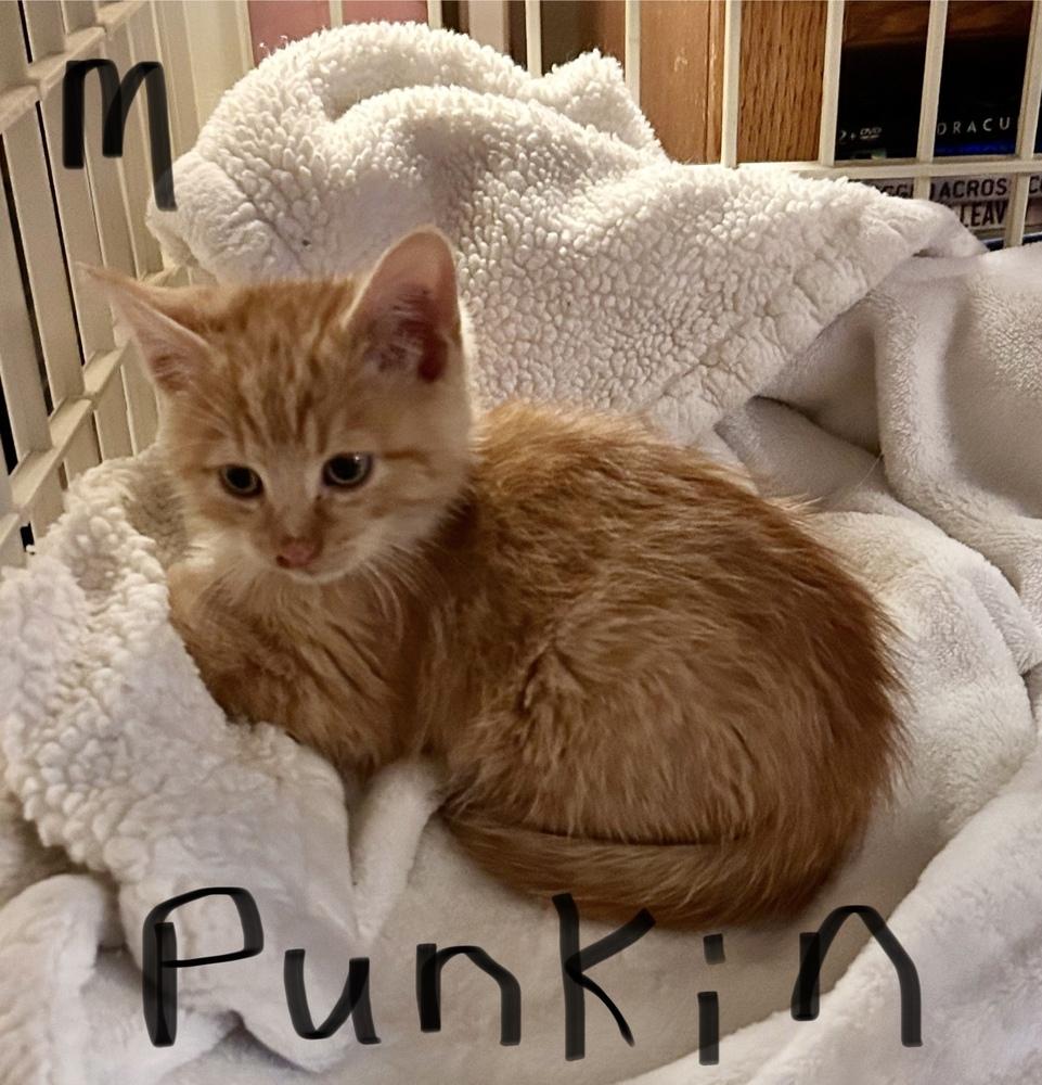 Enlarge SG - Punkin, a Adoptable mixed breed in Moses Lake, WA image 3/3