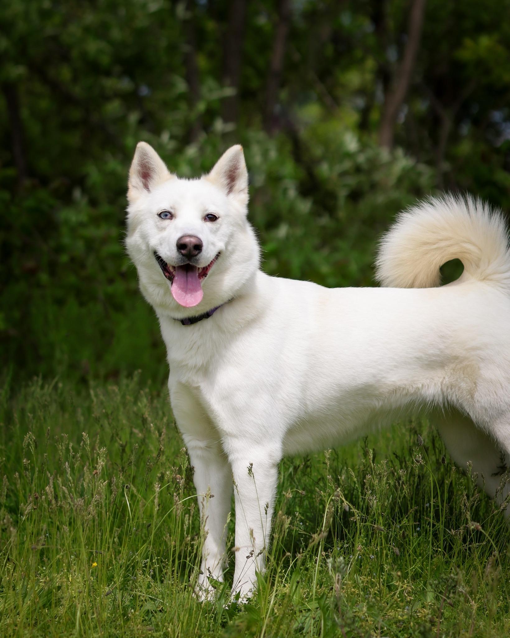Enlarge GENEVA (0572), a ADOPTABLE mixed breed in Bridgeport, CT image 1/1