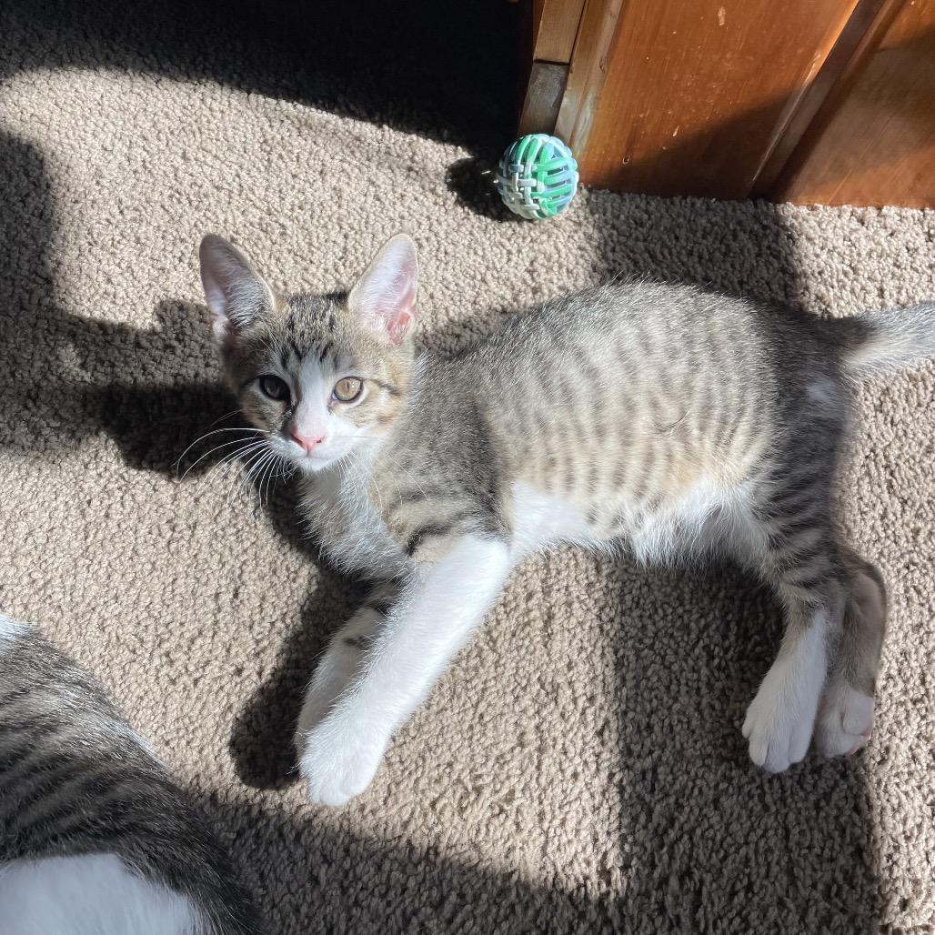 Alan Zig, a Adoptable Domestic Medium Hair in Mondovi, WI image 1/5