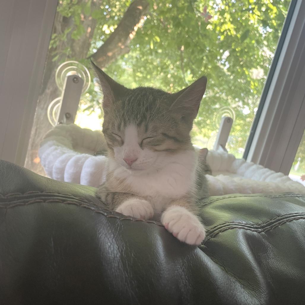 Alan Zig, a Adoptable Domestic Medium Hair in Mondovi, WI image 2/5