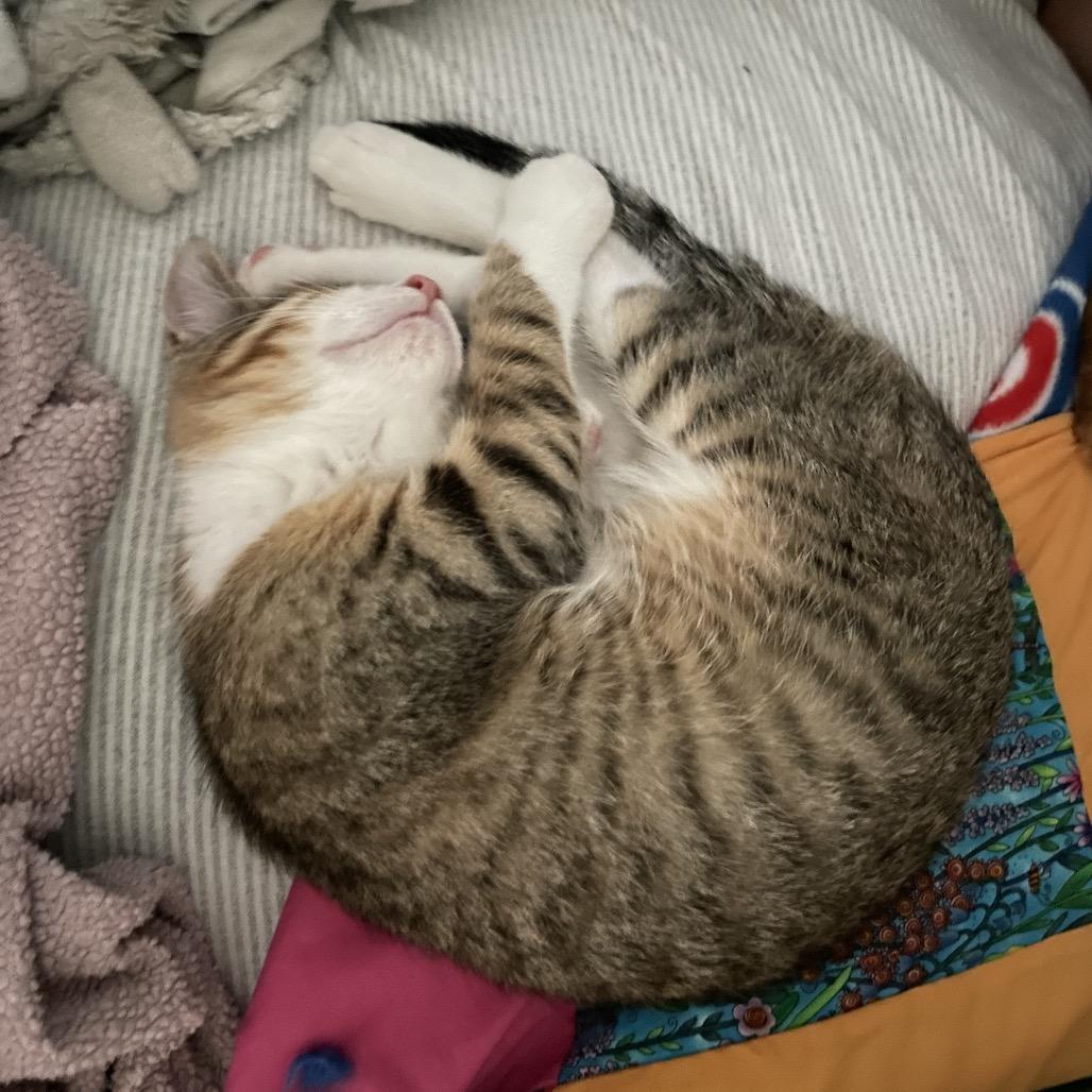 Alan Zig, a Adoptable Domestic Medium Hair in Mondovi, WI image 3/5