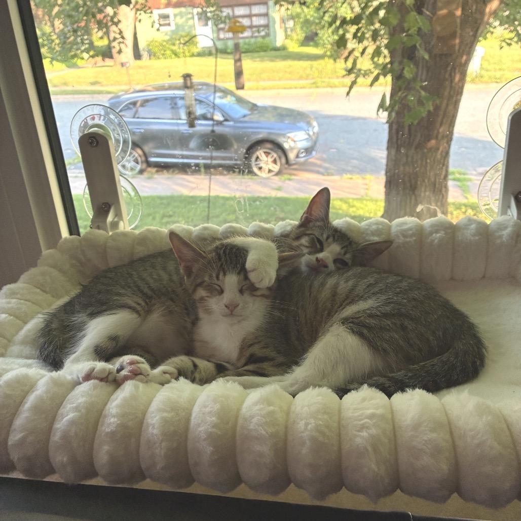 Alan Zig, a Adoptable Domestic Medium Hair in Mondovi, WI image 4/5