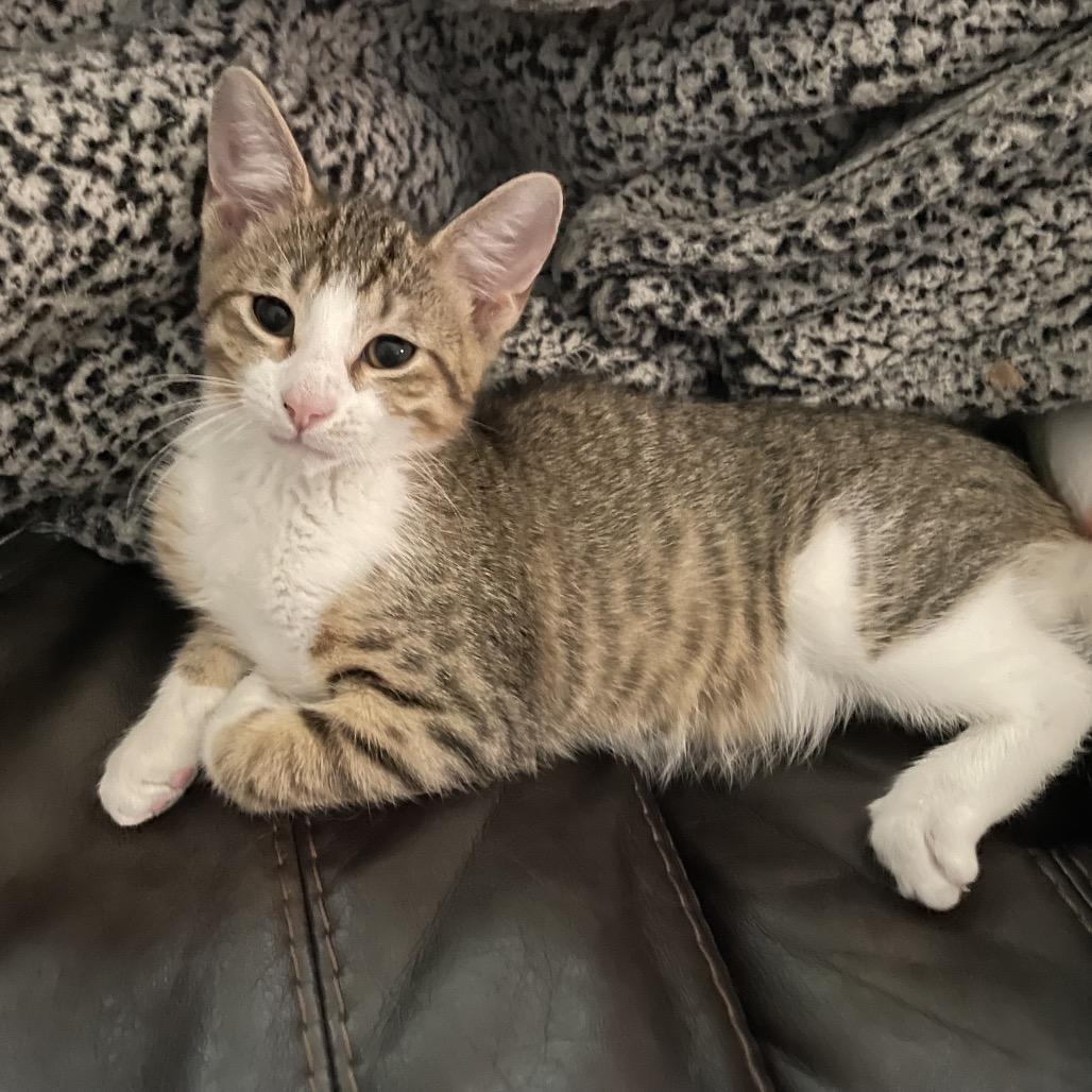 Alan Zig, a Adoptable Domestic Medium Hair in Mondovi, WI image 5/5