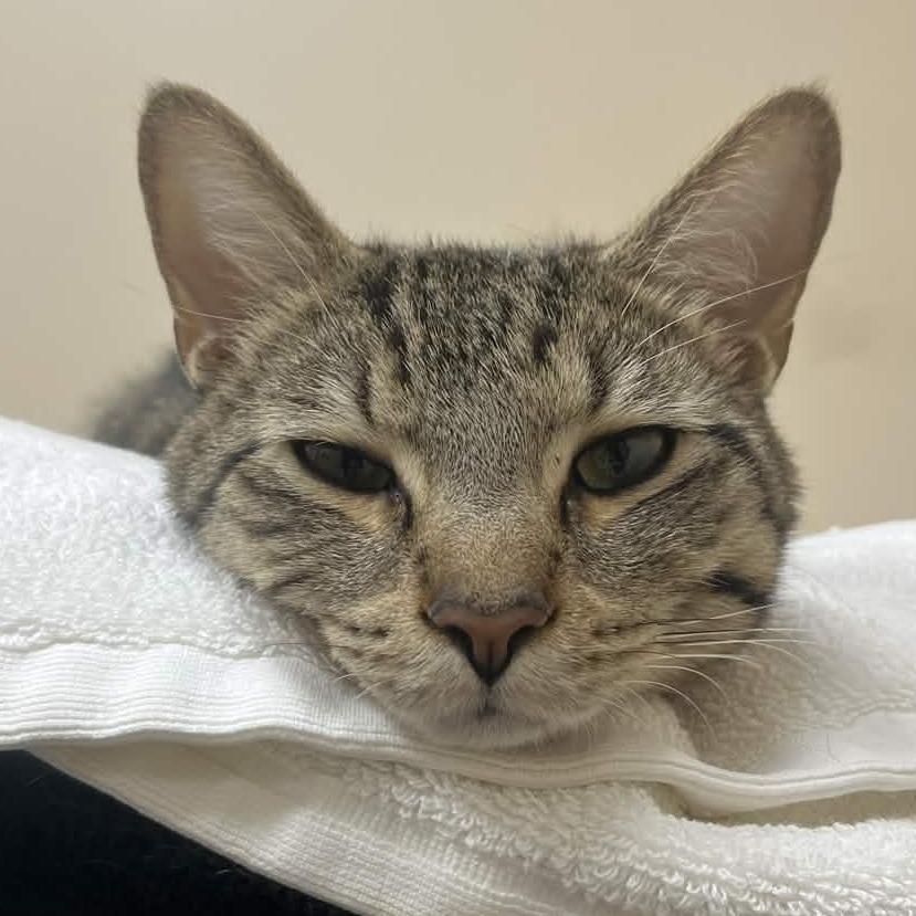 Enlarge Myles, a Adoptable Domestic Short Hair in Medina, OH image 1/4