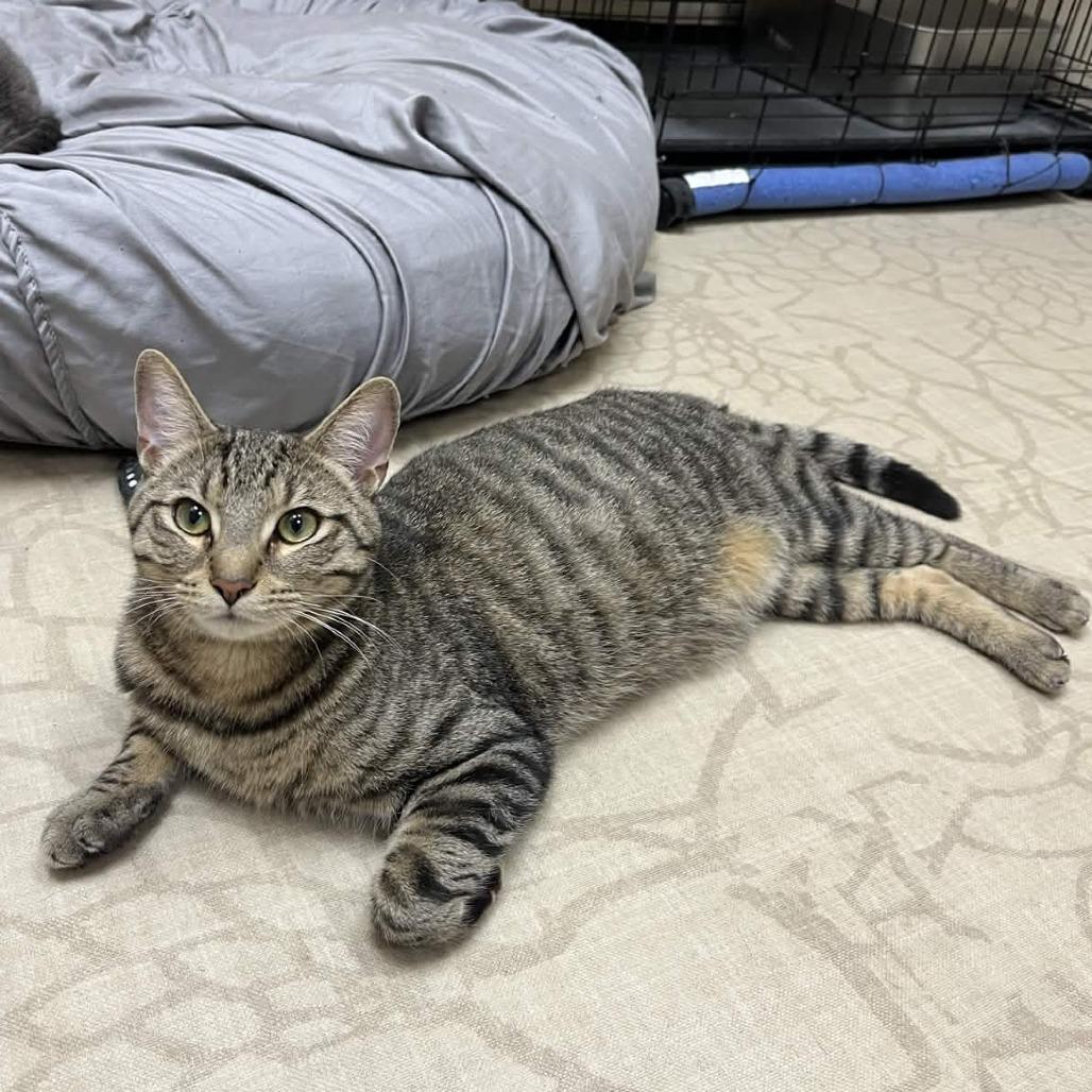 Enlarge Myles, a Adoptable Domestic Short Hair in Medina, OH image 2/4