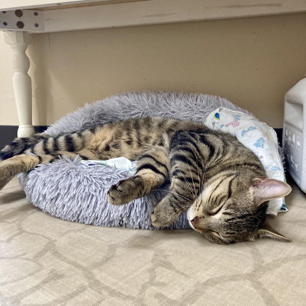 Myles, a Adoptable Domestic Short Hair in Medina, OH image 2/3