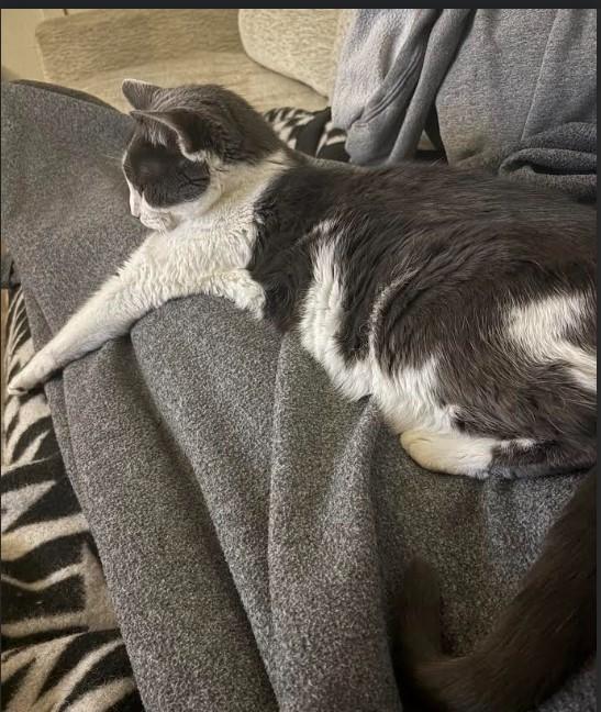 Enlarge Dink, a Adoptable Domestic Short Hair in Nashville, TN image 2/2