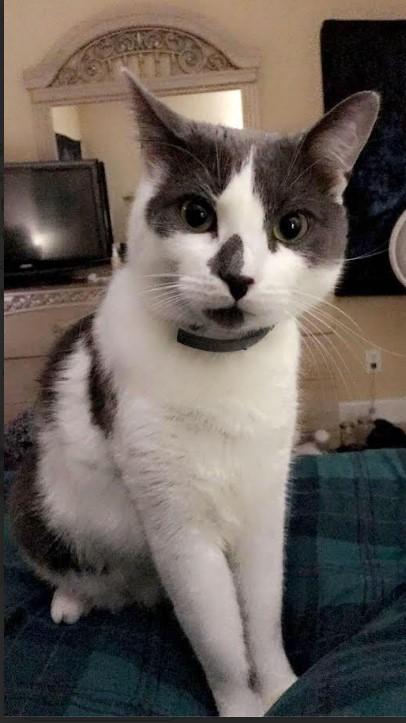 Dink, Adoptable, Senior Male Domestic Short Hair.