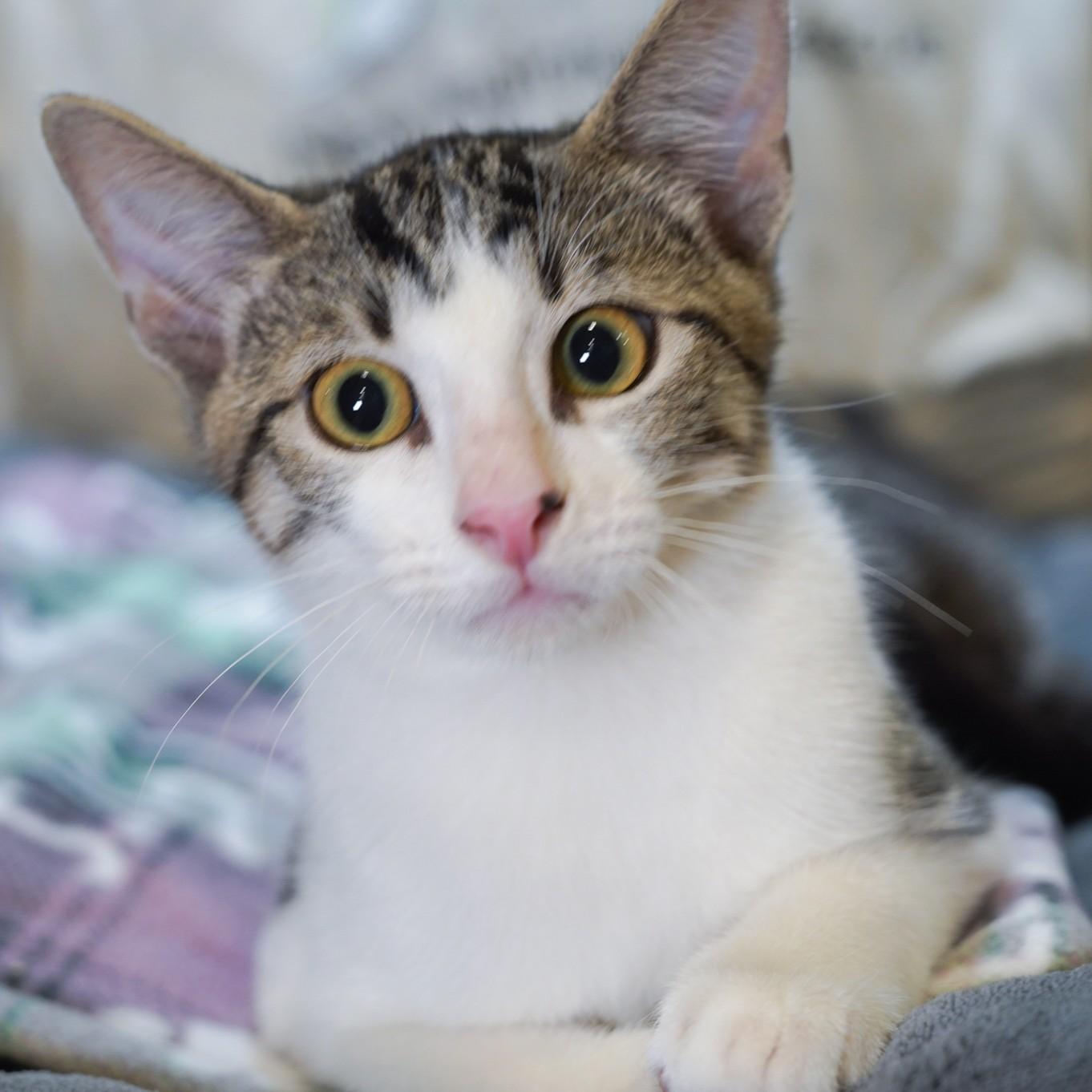 Miles, Adoptable, Kitten Male Tabby & Domestic Short Hair.