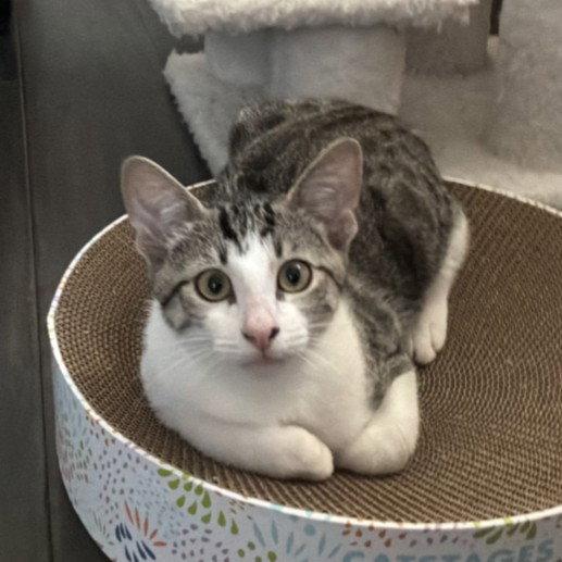 Enlarge Miles, a Adoptable mixed breed in Garland, TX image 4/6