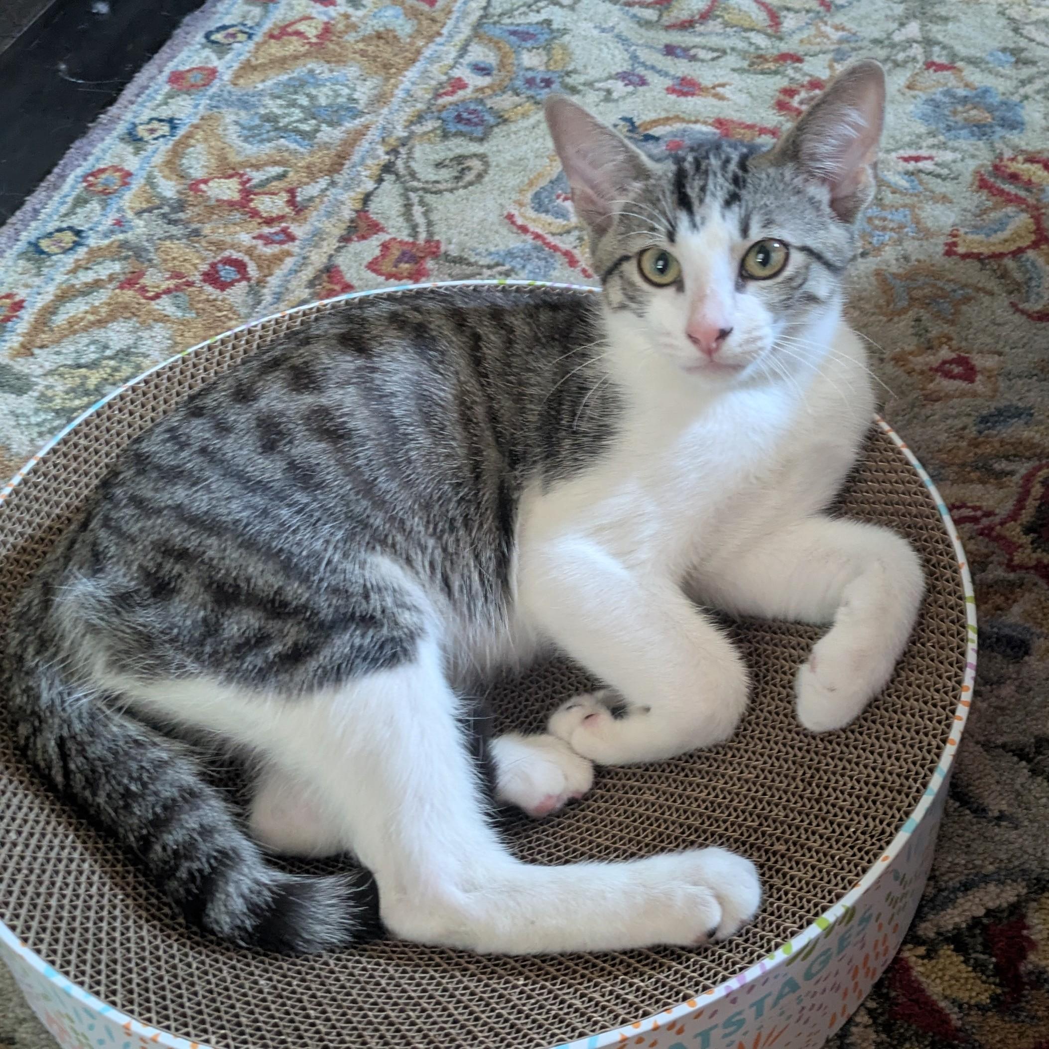 Enlarge Miles, a Adoptable mixed breed in Garland, TX image 5/6