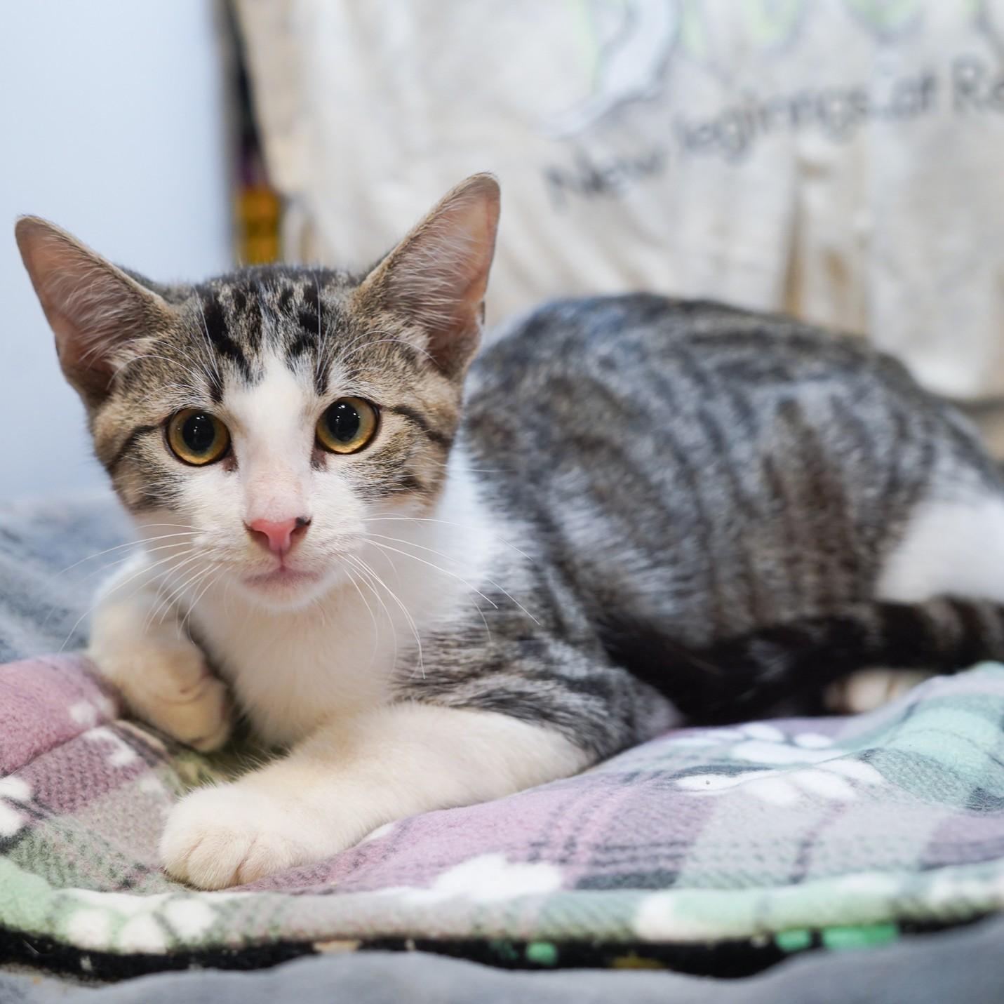 Enlarge Miles, a Adoptable mixed breed in Garland, TX image 2/6