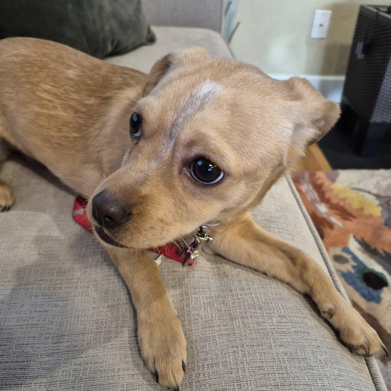 Enlarge LUNA, a ADOPTABLE mixed breed in Loveland, CO image 5/5