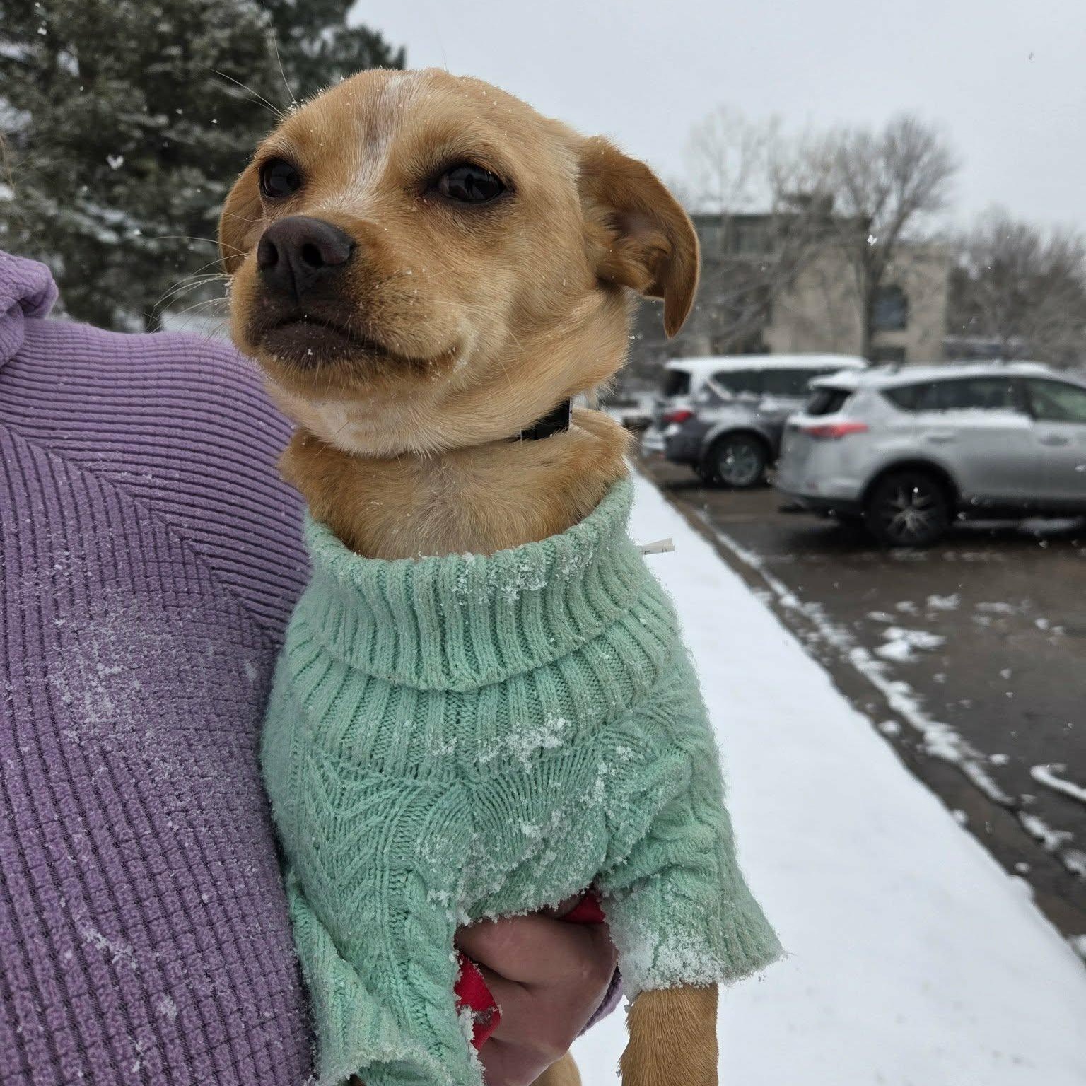 LUNA, ADOPTABLE, Young Female Chihuahua & French Bulldog.