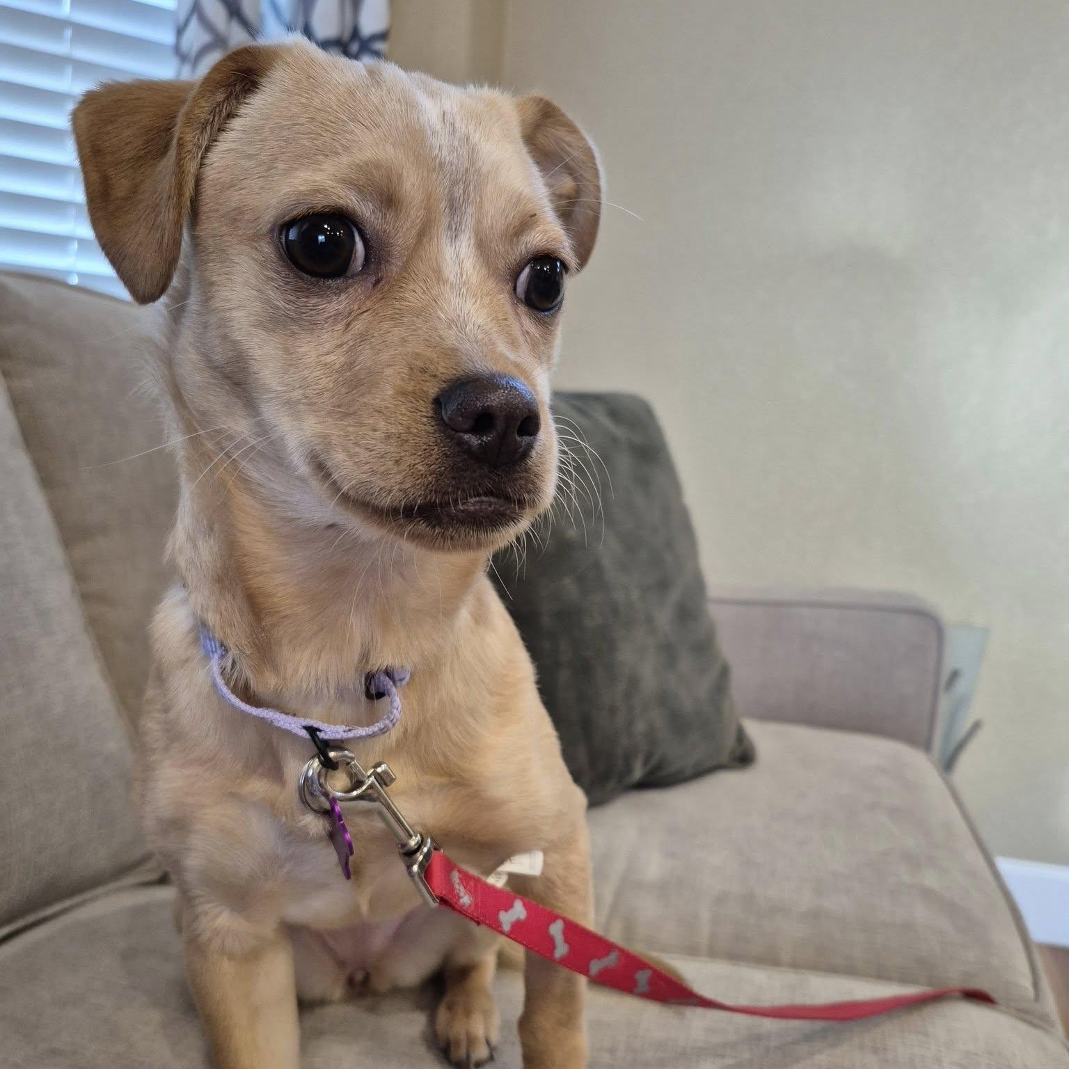 Enlarge LUNA, a ADOPTABLE mixed breed in Loveland, CO image 2/5