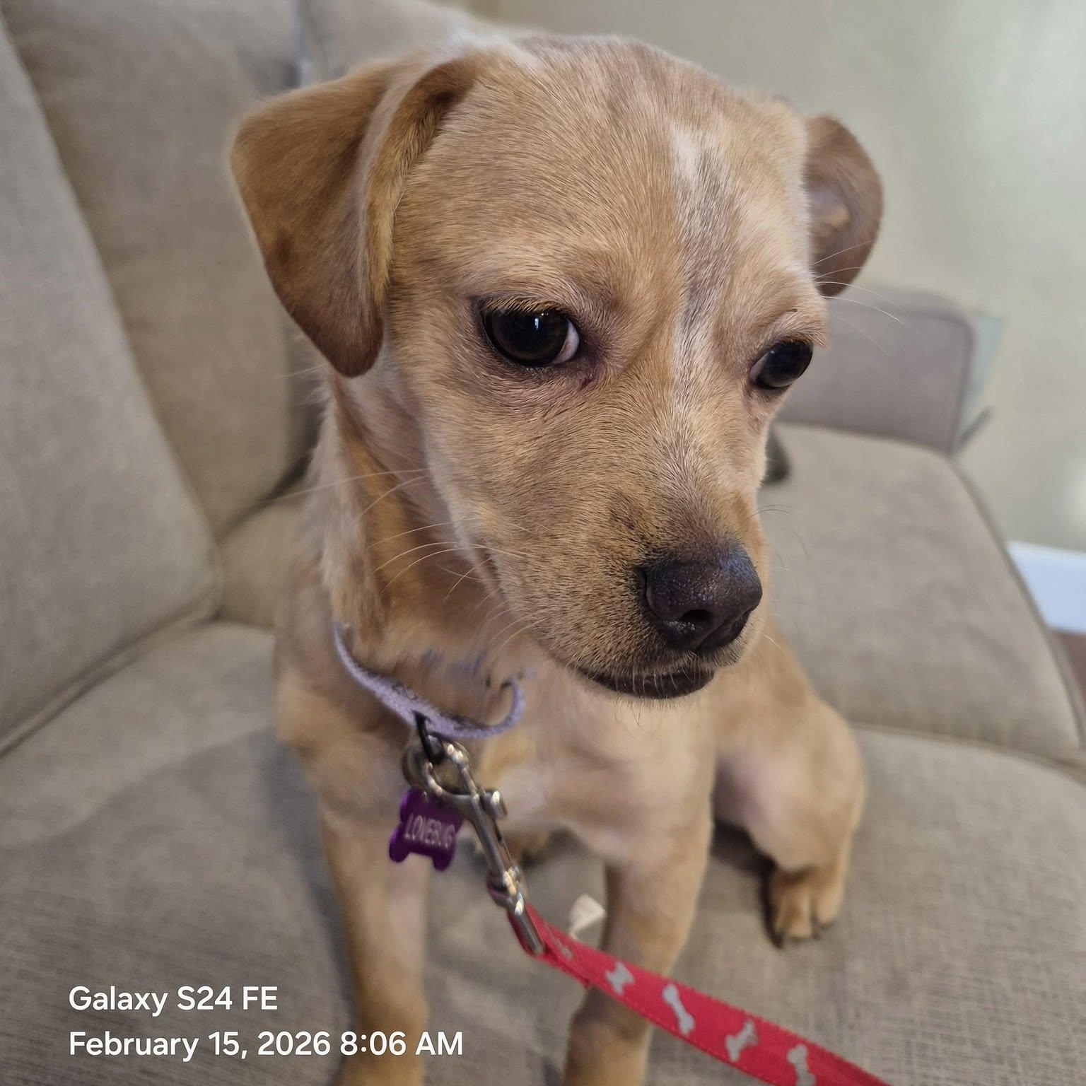 Enlarge LUNA, a ADOPTABLE mixed breed in Loveland, CO image 3/5