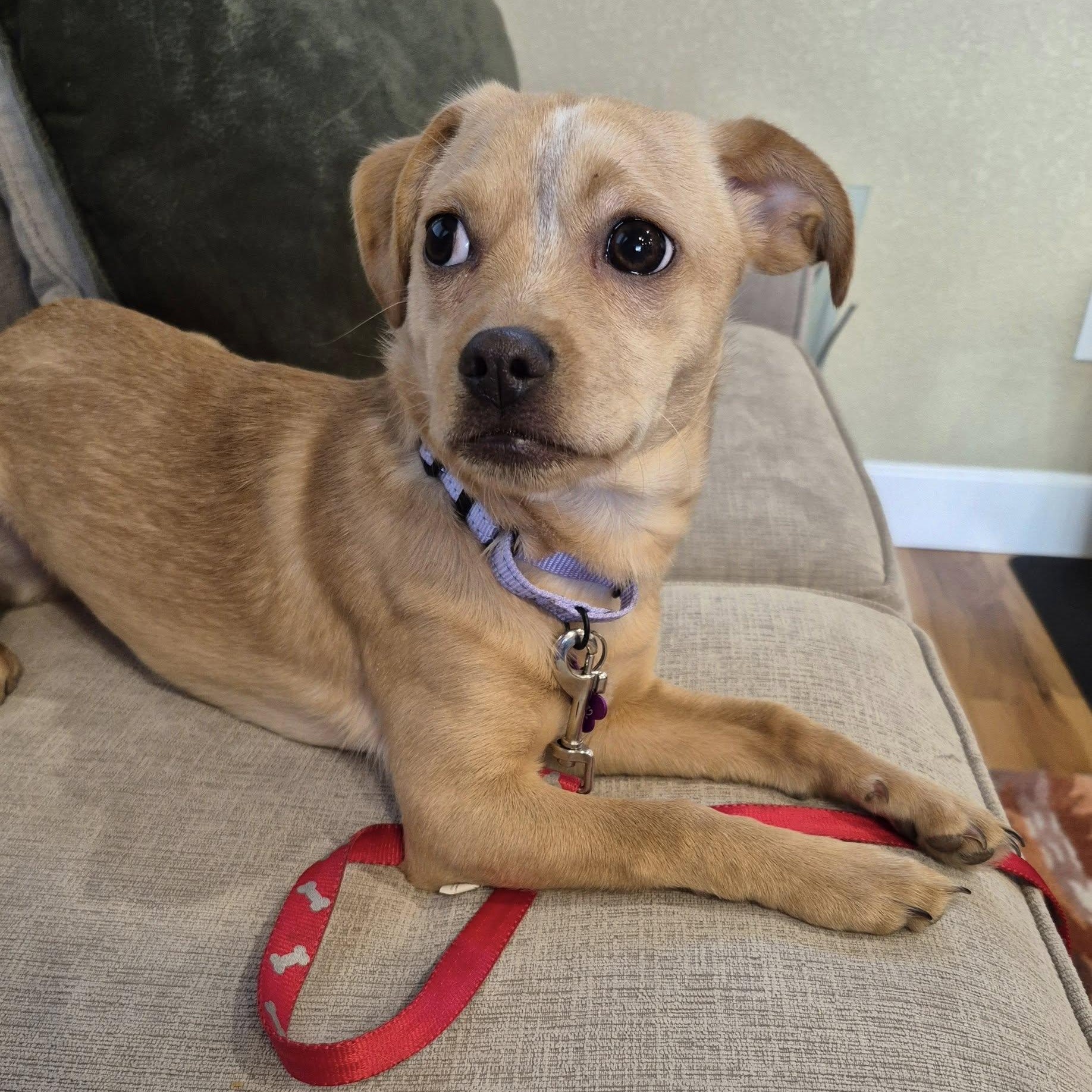 Enlarge LUNA, a ADOPTABLE mixed breed in Loveland, CO image 4/5