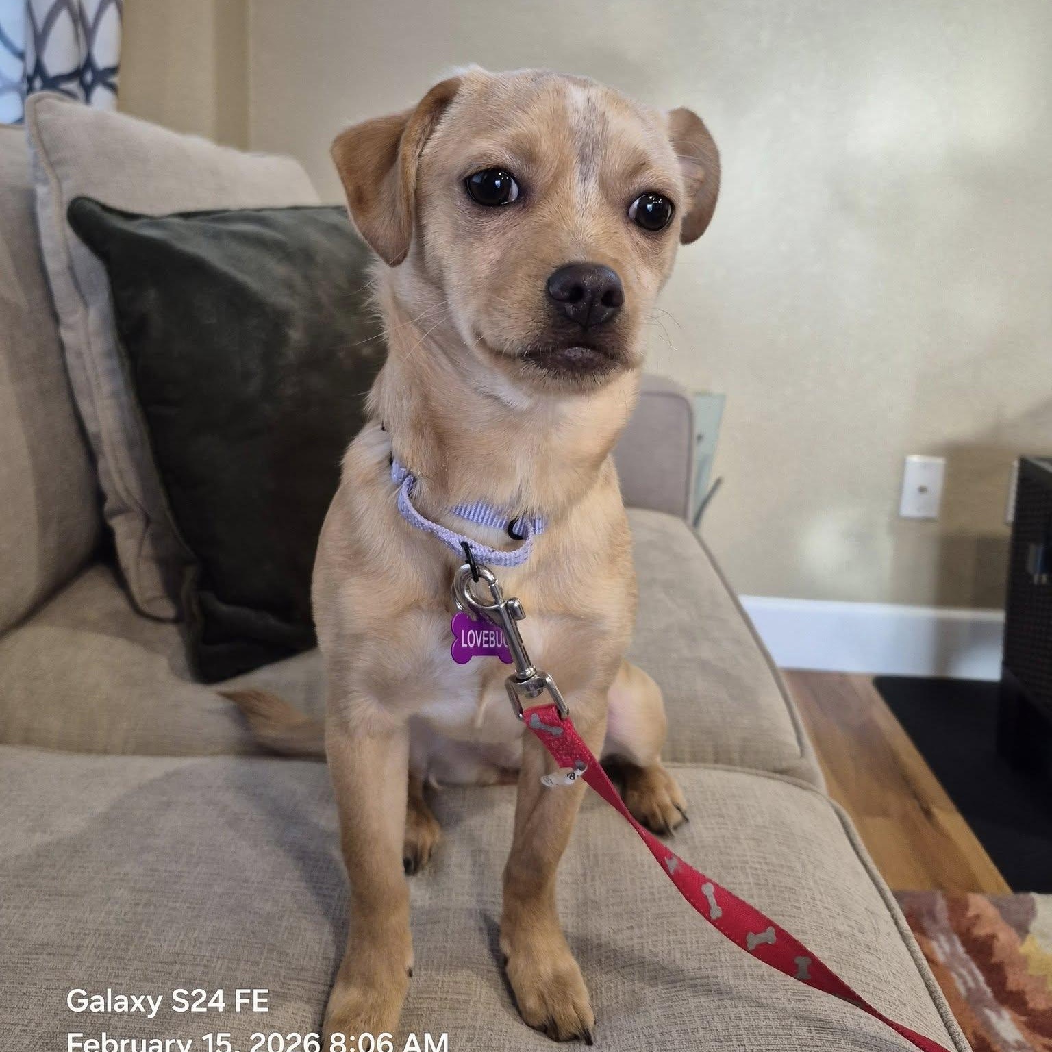 LUNA, ADOPTABLE, Young Female Chihuahua & French Bulldog.