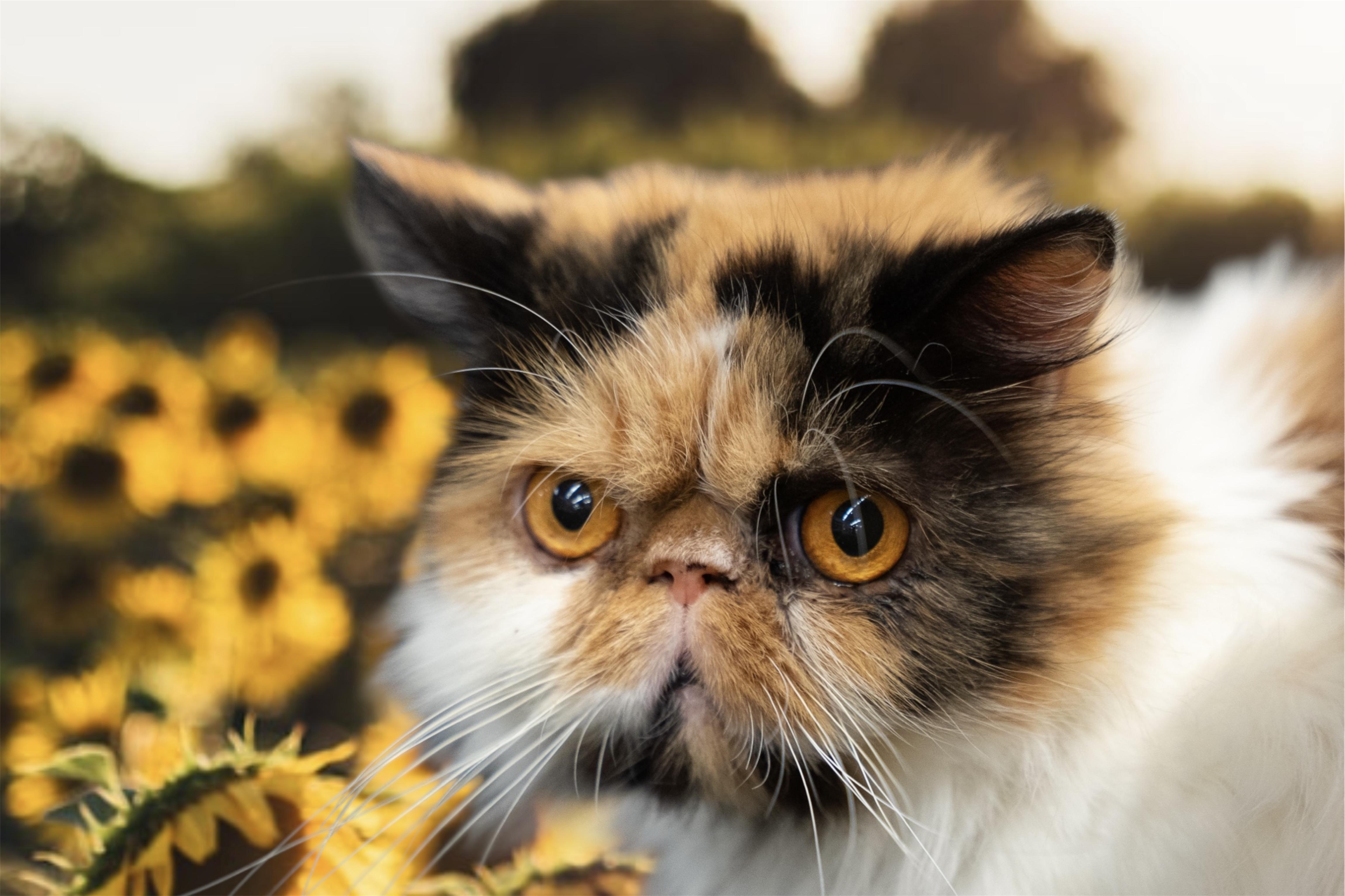 Enlarge Maybell, a Adopted Persian in Dalton, GA image 1/1