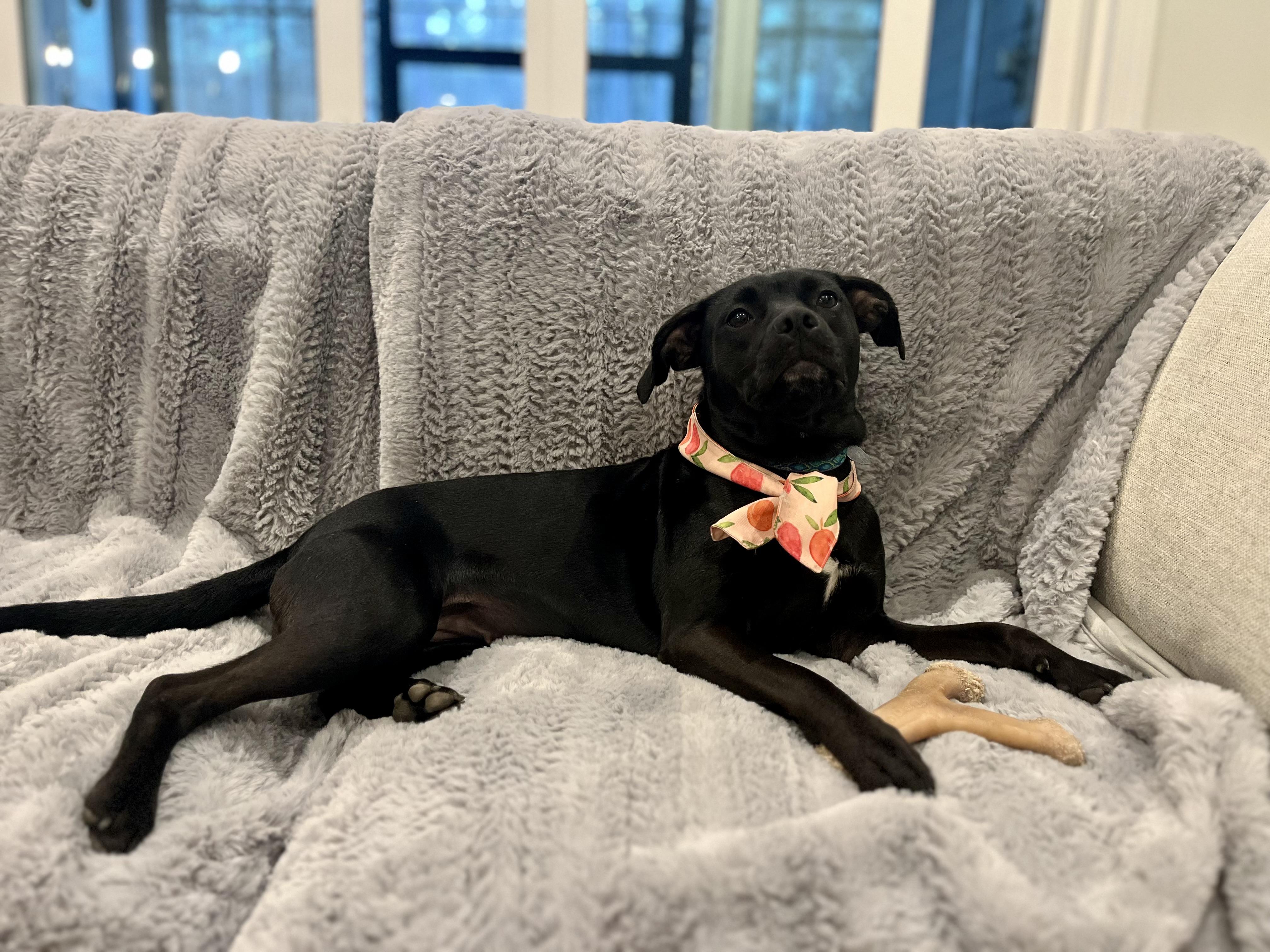 Enlarge Twinkie , a ADOPTABLE mixed breed in Mt Pleasant, SC image 6/6