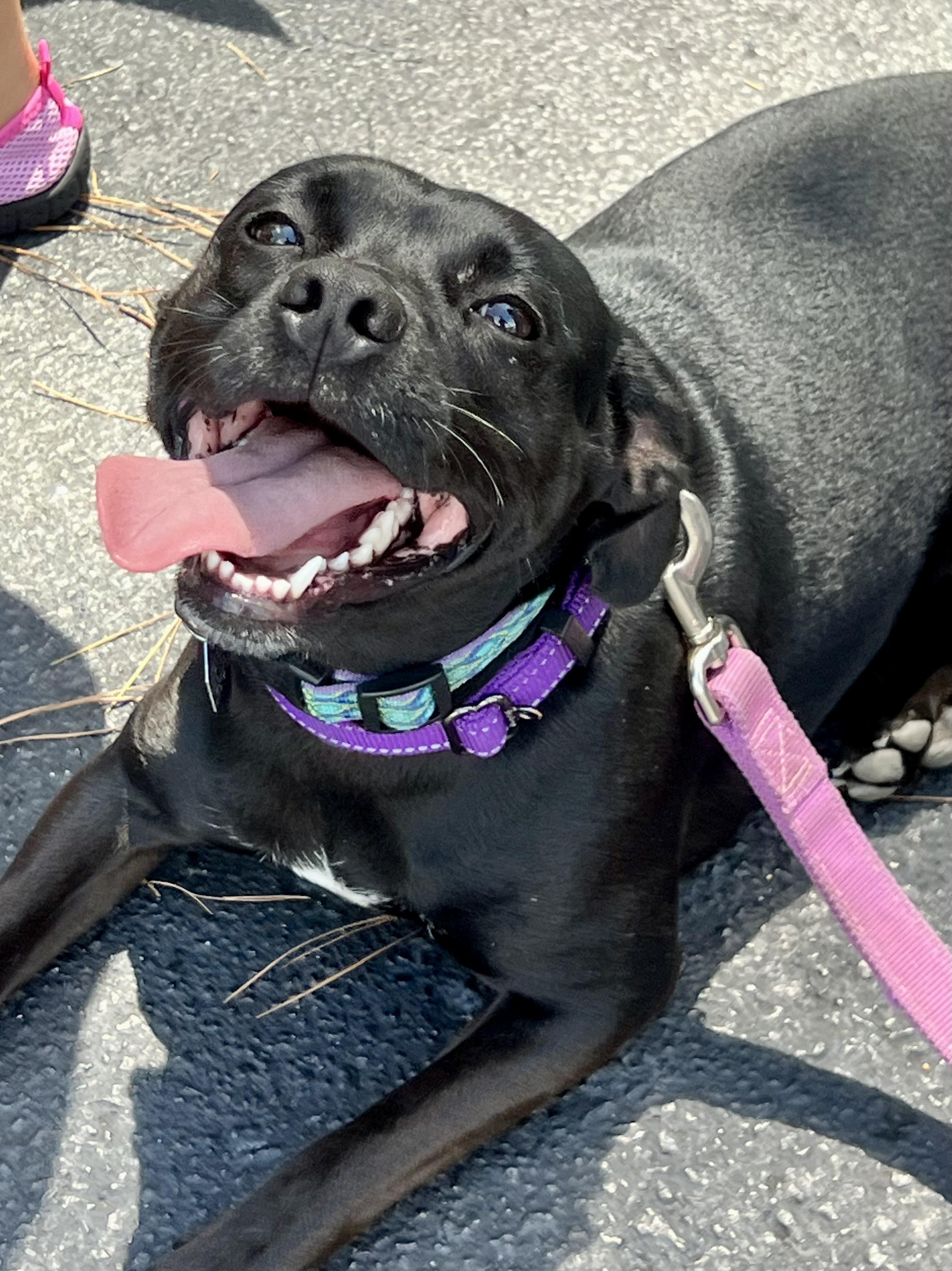 Twinkie , a ADOPTABLE mixed breed in Mt Pleasant, SC image 1/6