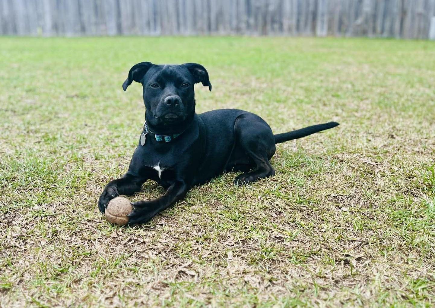Twinkie , ADOPTABLE, Young Female Mixed Breed.