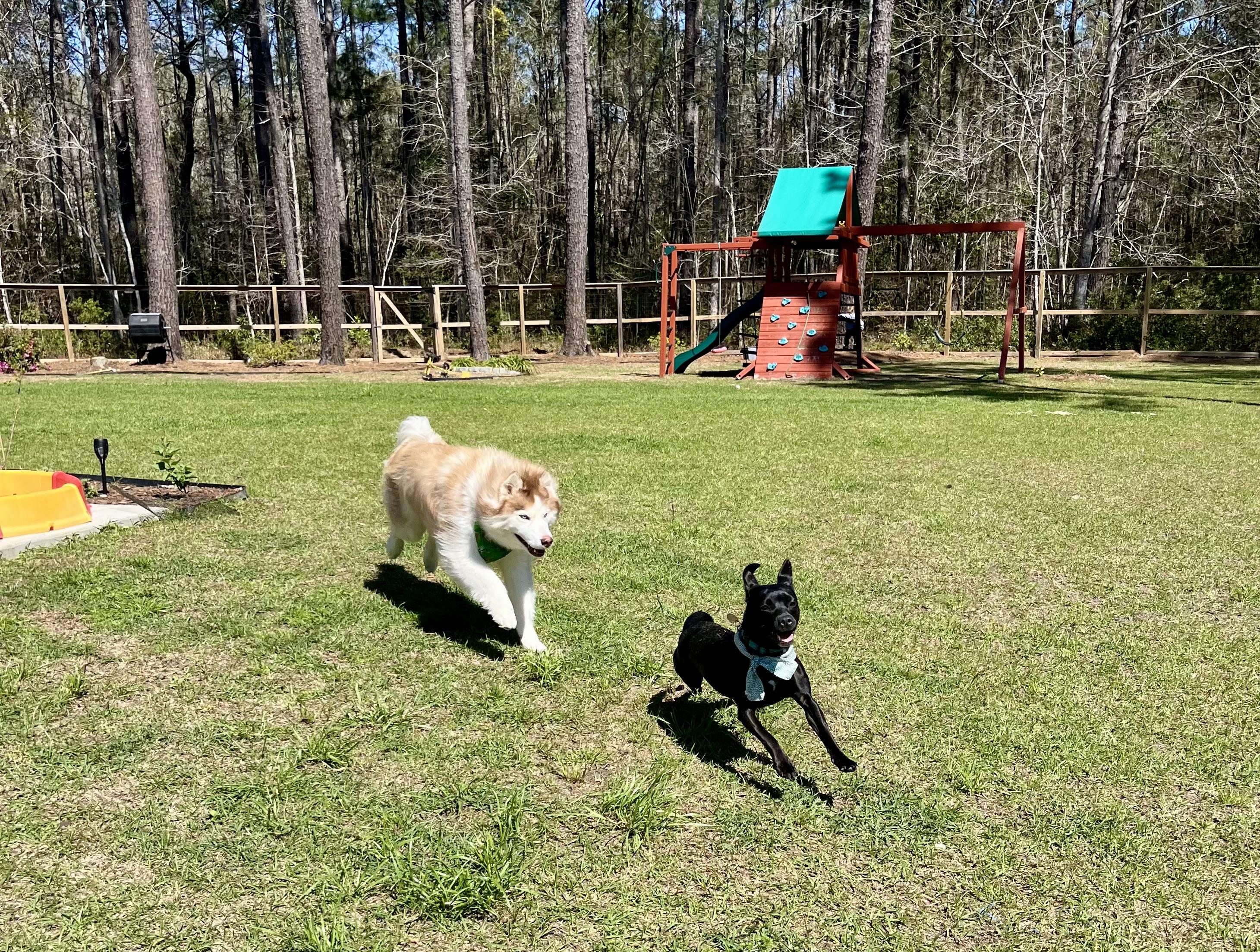 Enlarge Twinkie , a ADOPTABLE mixed breed in Mt Pleasant, SC image 4/6