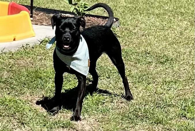 Enlarge Twinkie , a ADOPTABLE mixed breed in Mt Pleasant, SC image 5/6