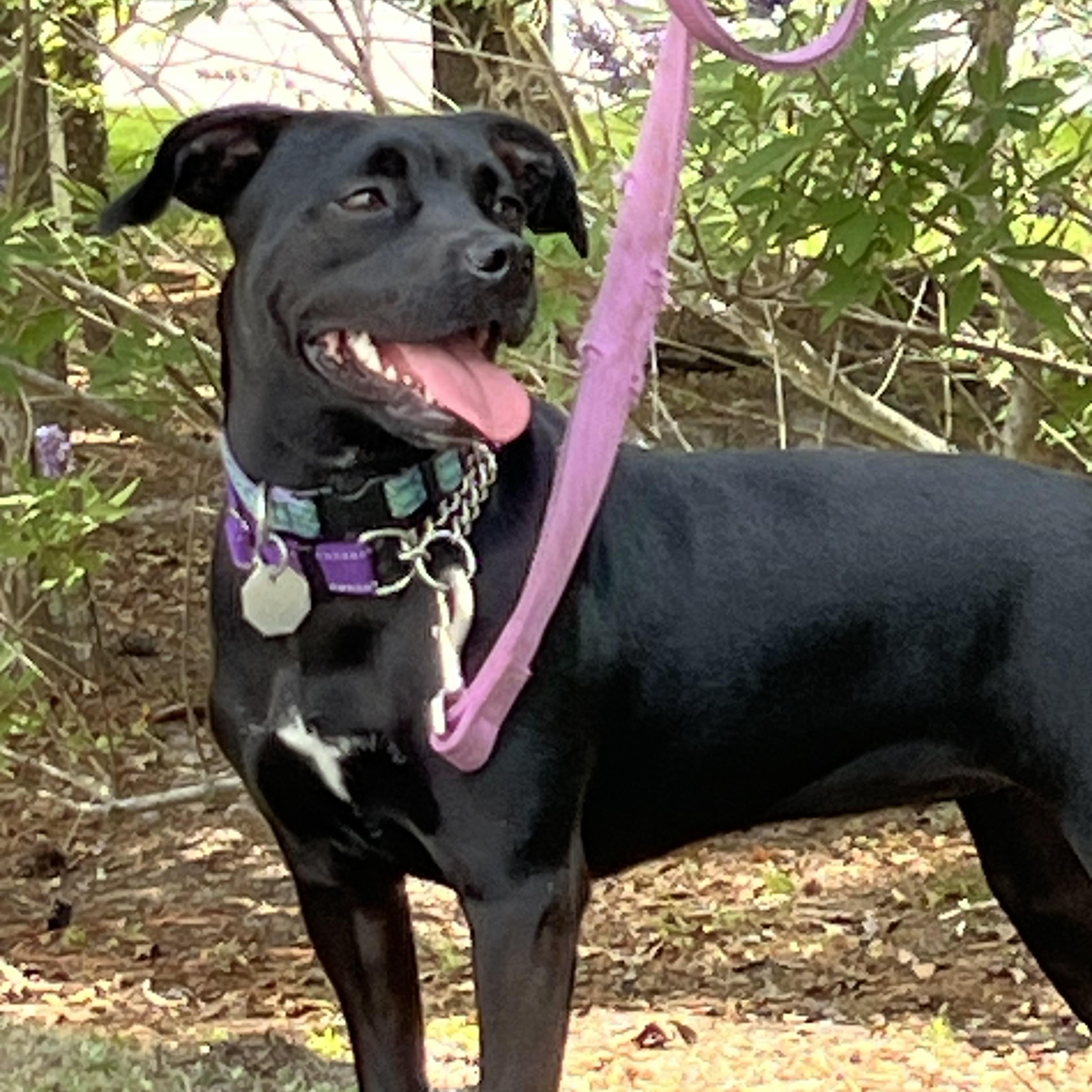 Twinkie , a ADOPTABLE mixed breed in Mt Pleasant, SC image 2/6