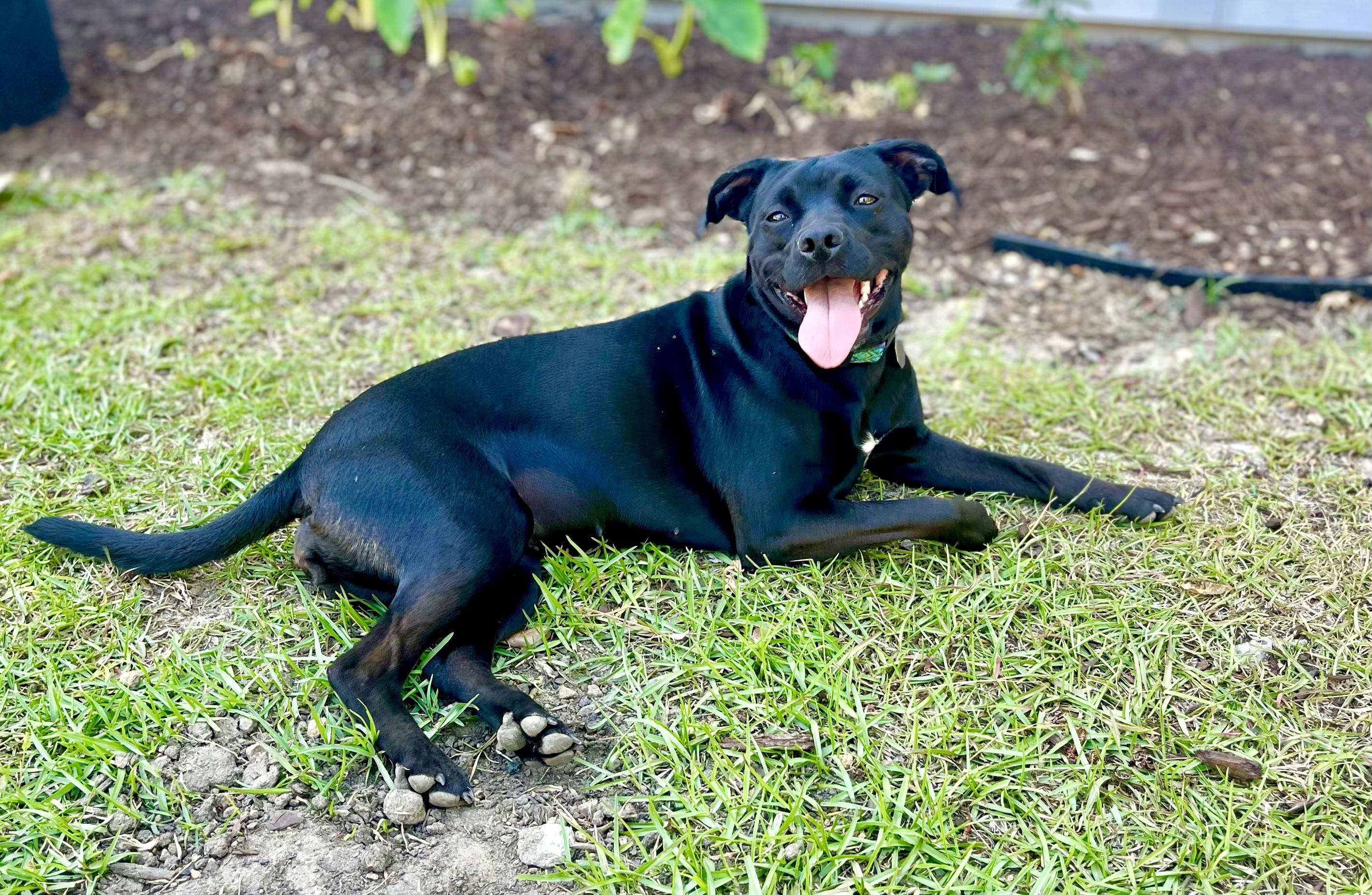 Enlarge Twinkie , a ADOPTABLE mixed breed in Mt Pleasant, SC image 6/6