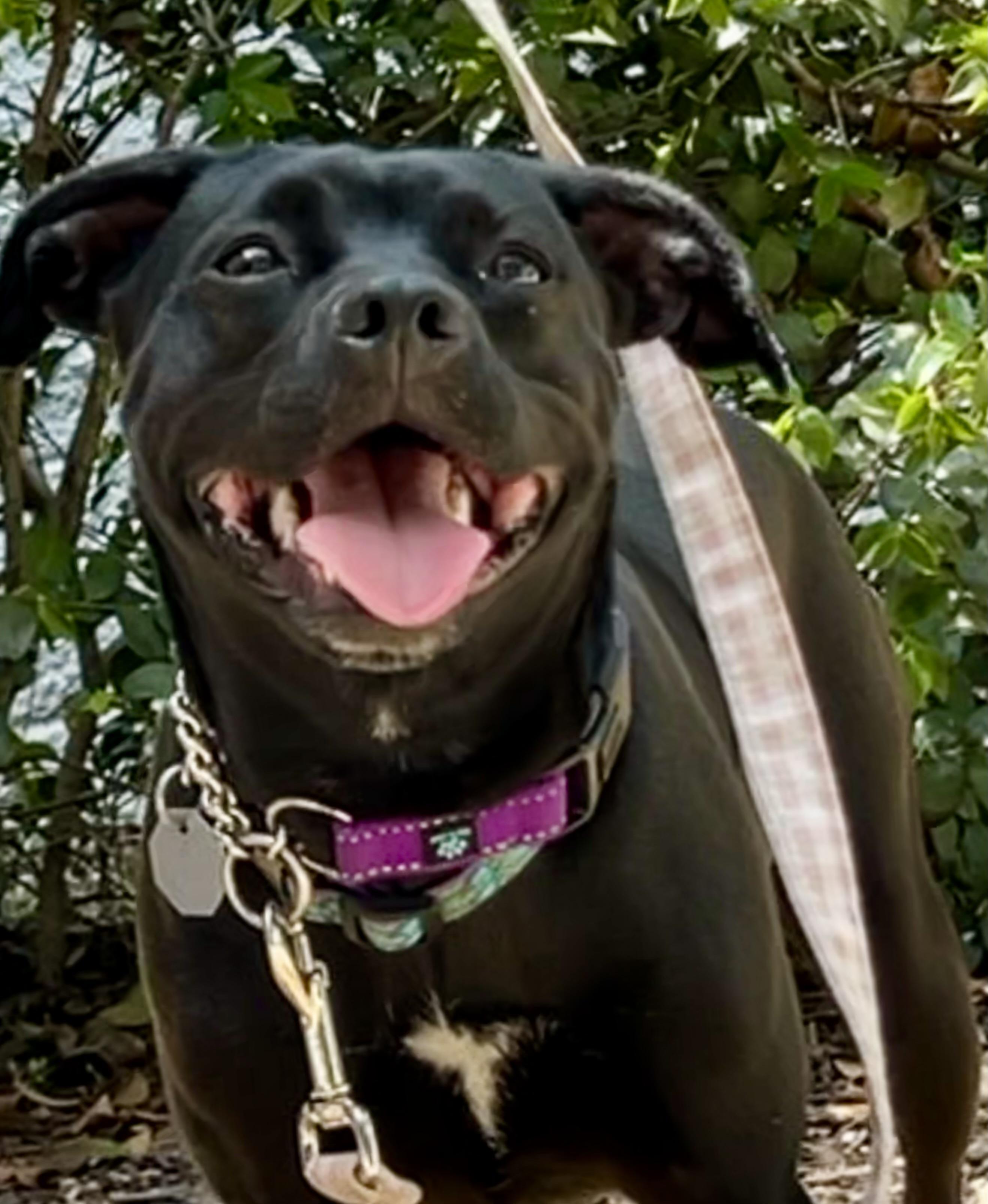 Enlarge Twinkie , a ADOPTABLE mixed breed in Mt Pleasant, SC image 5/6